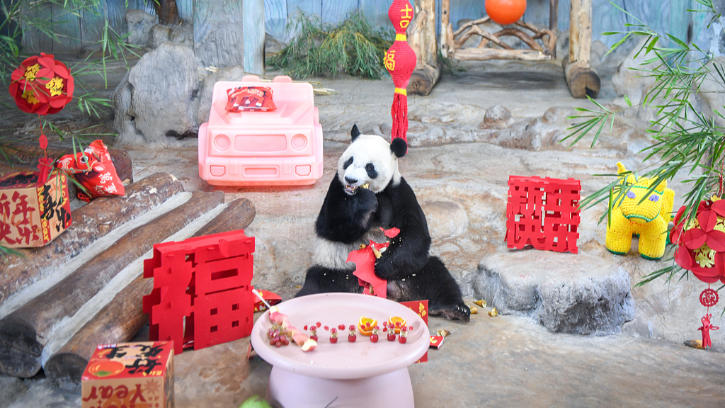 Live: Seize the day with panda brothers Gong Gong and Shun Shun at Hainan Tropical Wildlife Park and Botanical Garden 