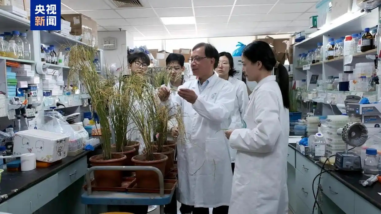 The research team conducts rice disease-resistance breeding research. /CMG