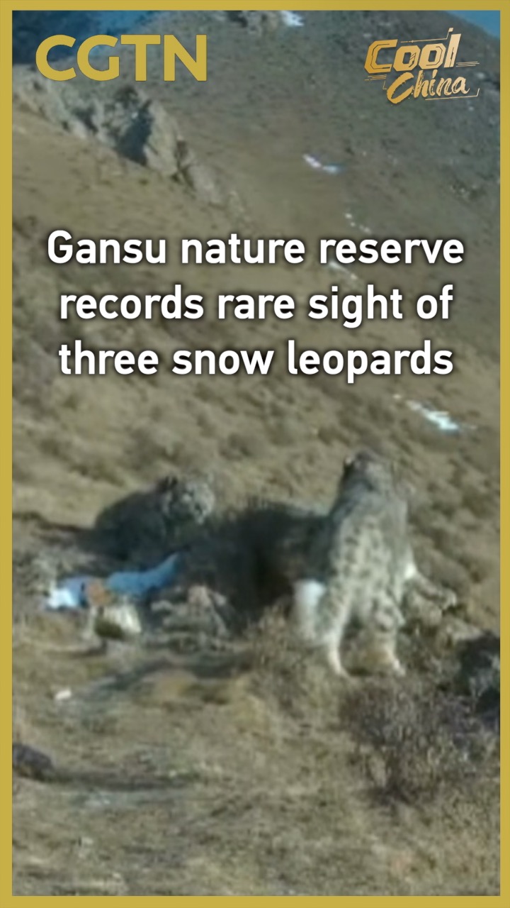 Gansu nature reserve records rare sight of three snow leopards