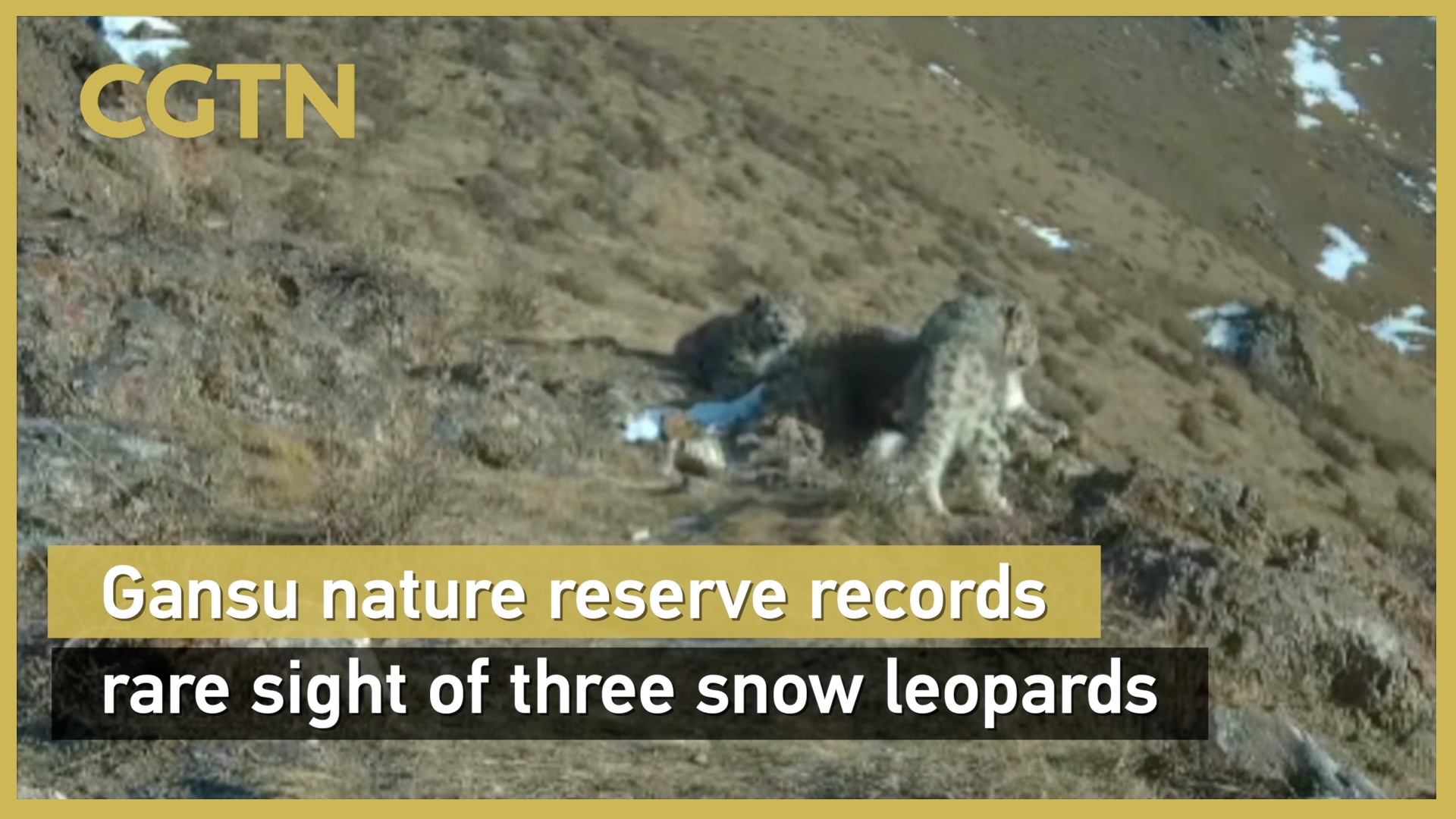 Gansu nature reserve records rare sight of three snow leopards