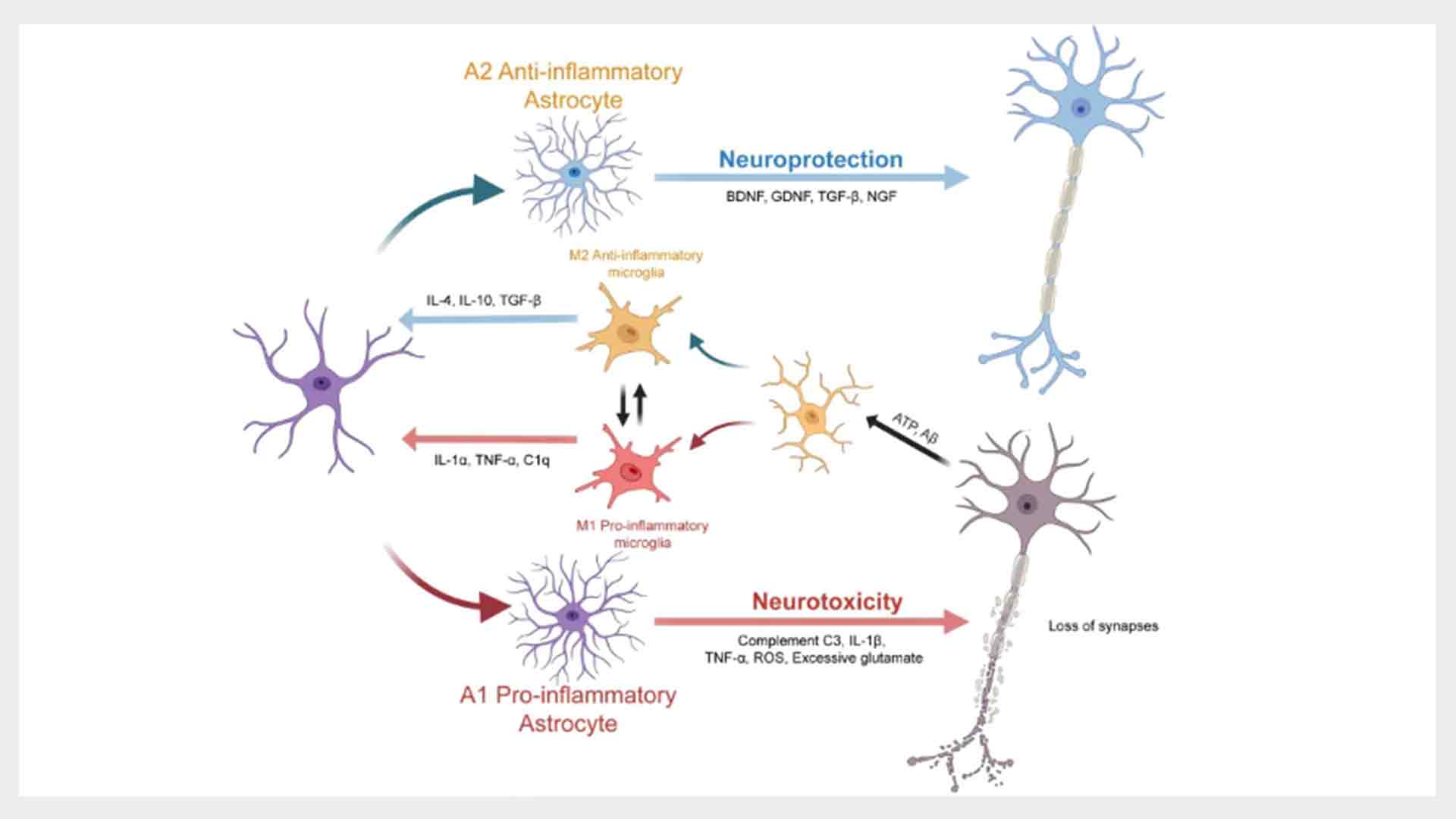 Molecular mechanisms of glial cell activation. /SIAT
