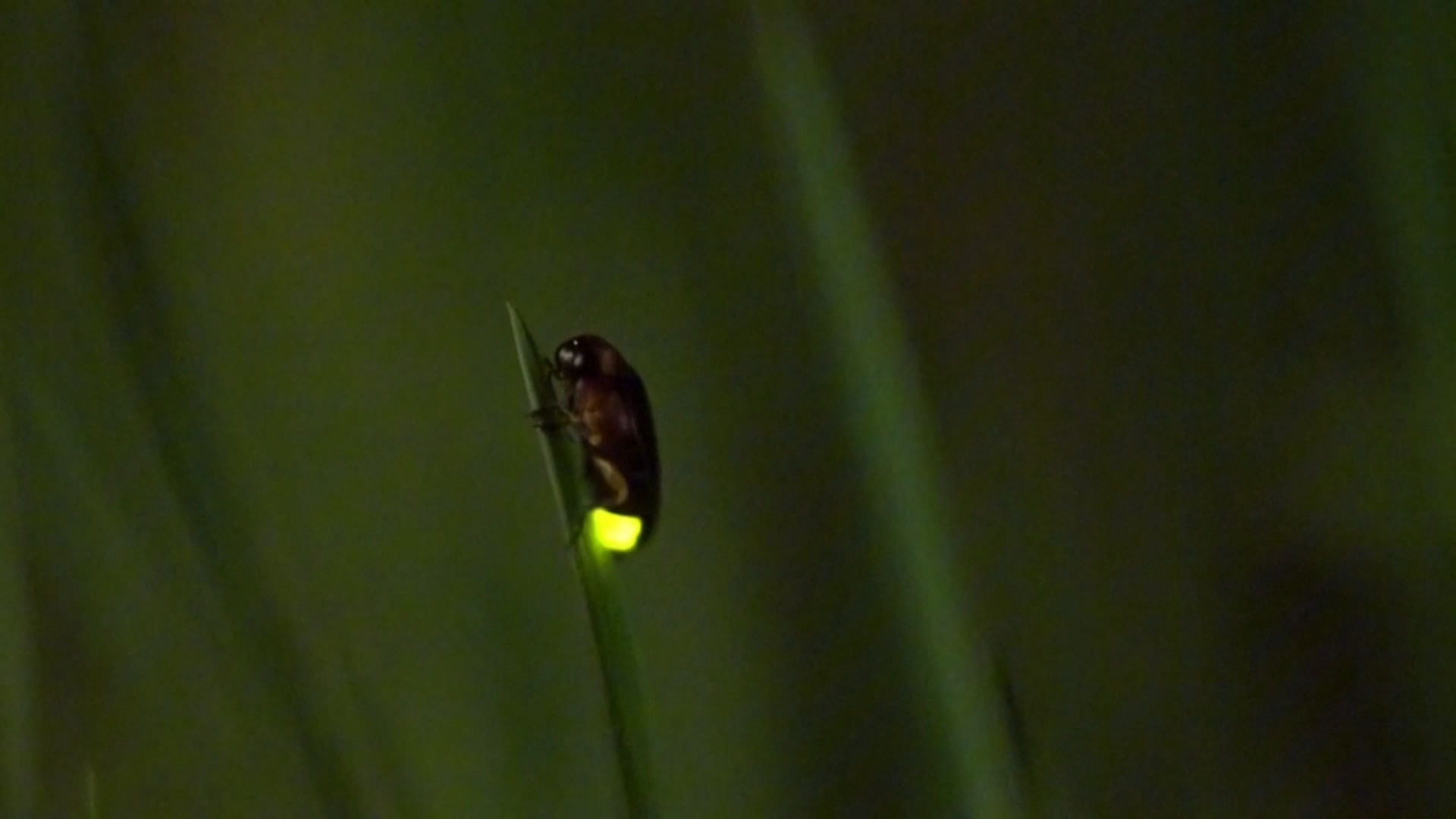 Fireflies on seen on leaves, southwest China's Sichuan Province in April, 2026. /CCTV Plus