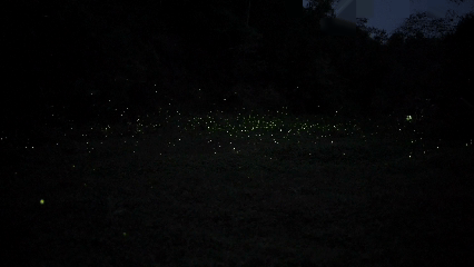 Fireflies light up the field in Qingshen County, southwest China's Sichuan Province in April, 2026. /CCTV Plus