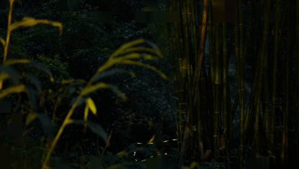 Fireflies light up the spring nights in Qingshen County, southwest China's Sichuan Province in April, 2026. /CCTV Plus