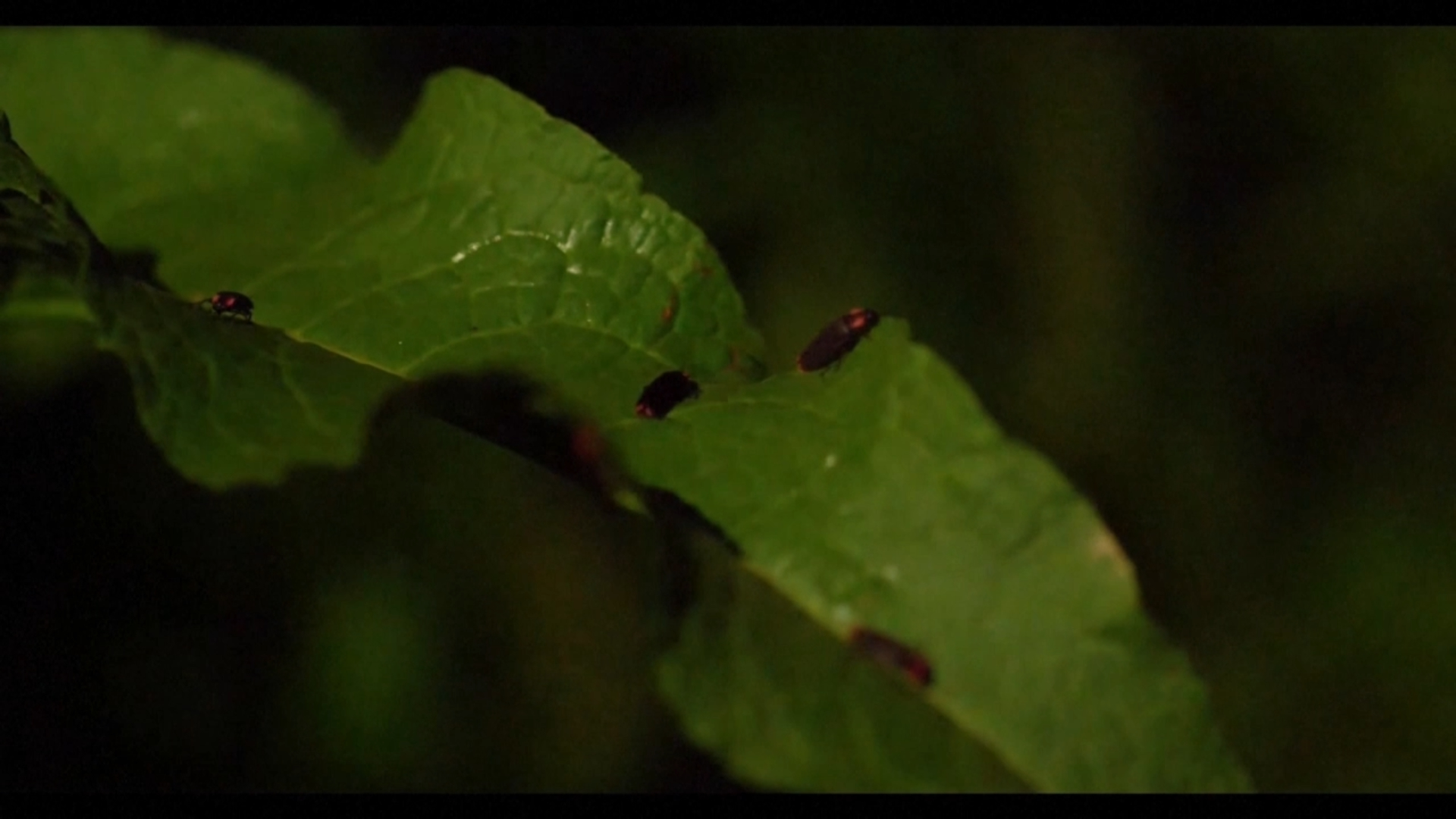 Fireflies on seen on leaves, southwest China's Sichuan Province in April, 2026. /CCTV Plus