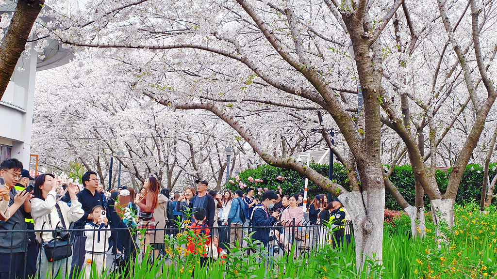 Residents and tourists enjoy cherry blossoms and take photos along a cherry blossom avenue during the Qingming Festival holiday, Shanghai Municipality, April 6, 2026. /VCG