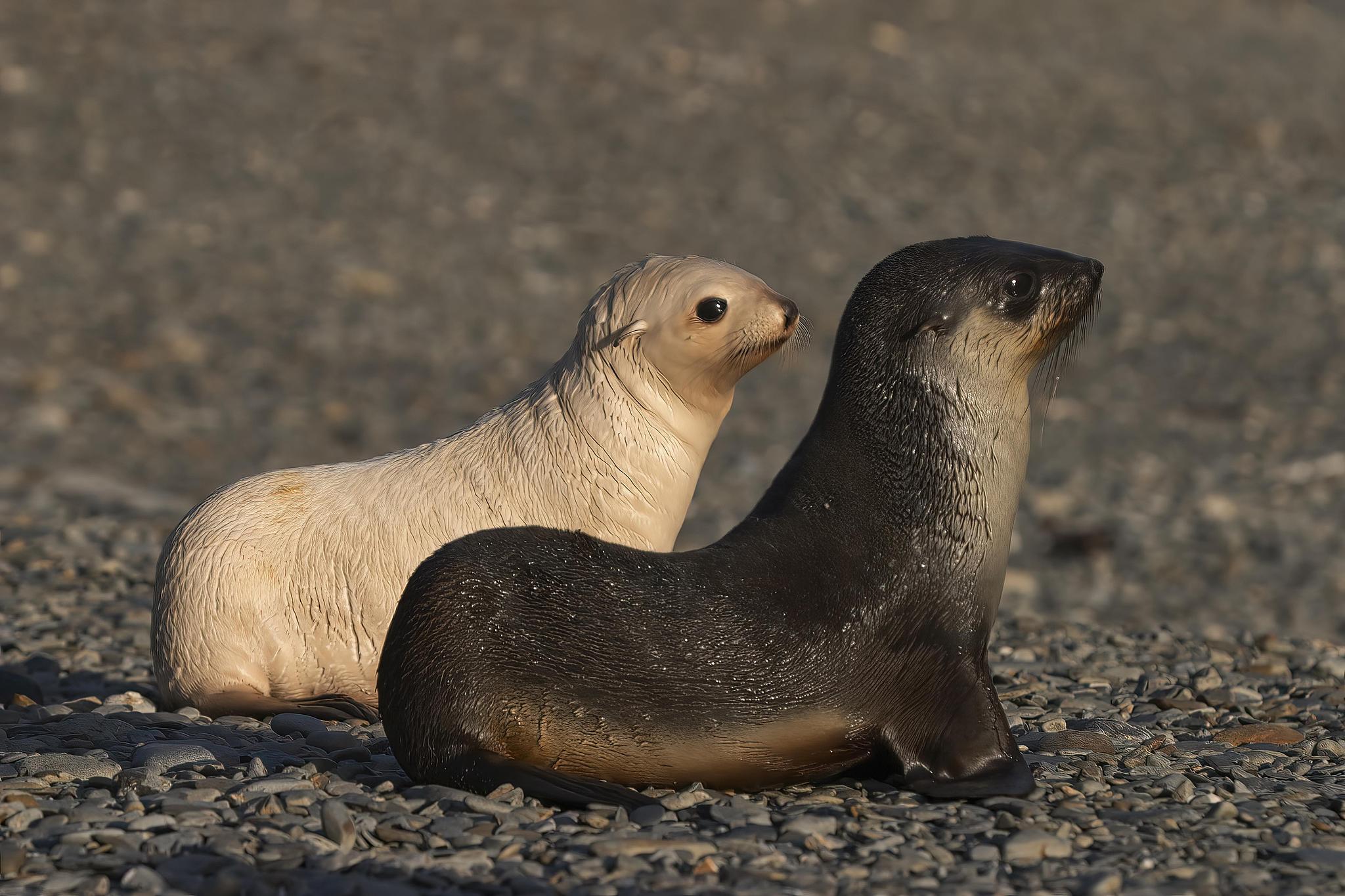 Antarctic fur seal pups. /VCG
