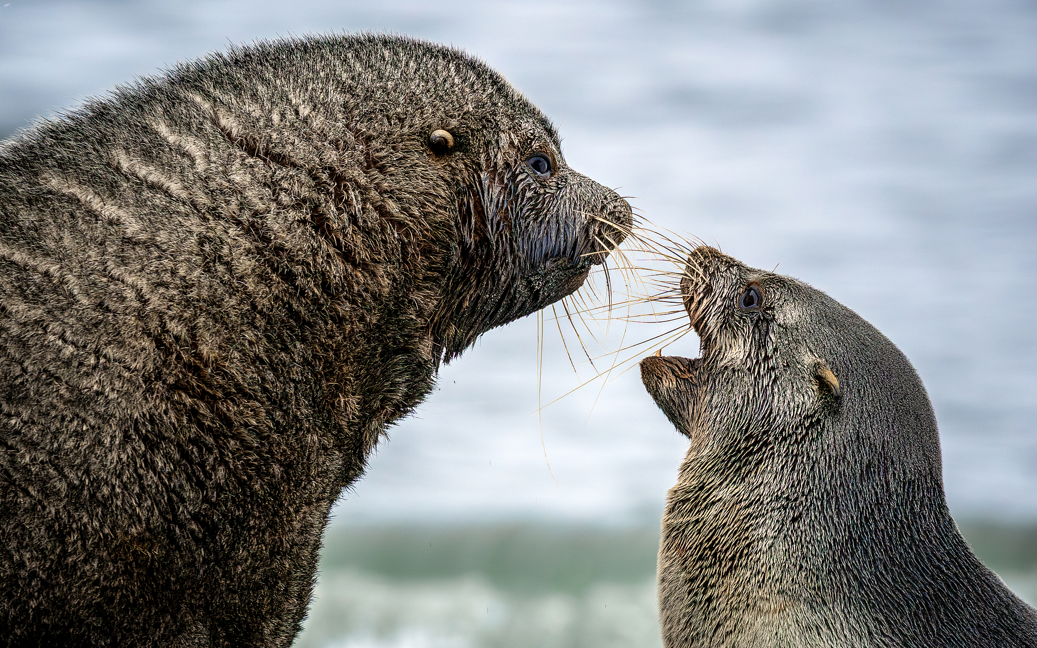 The heated argument between an adult Antarctic fur seal and a pup on the beach of the South Georgia Island in the Atlantic Ocean. /VCG