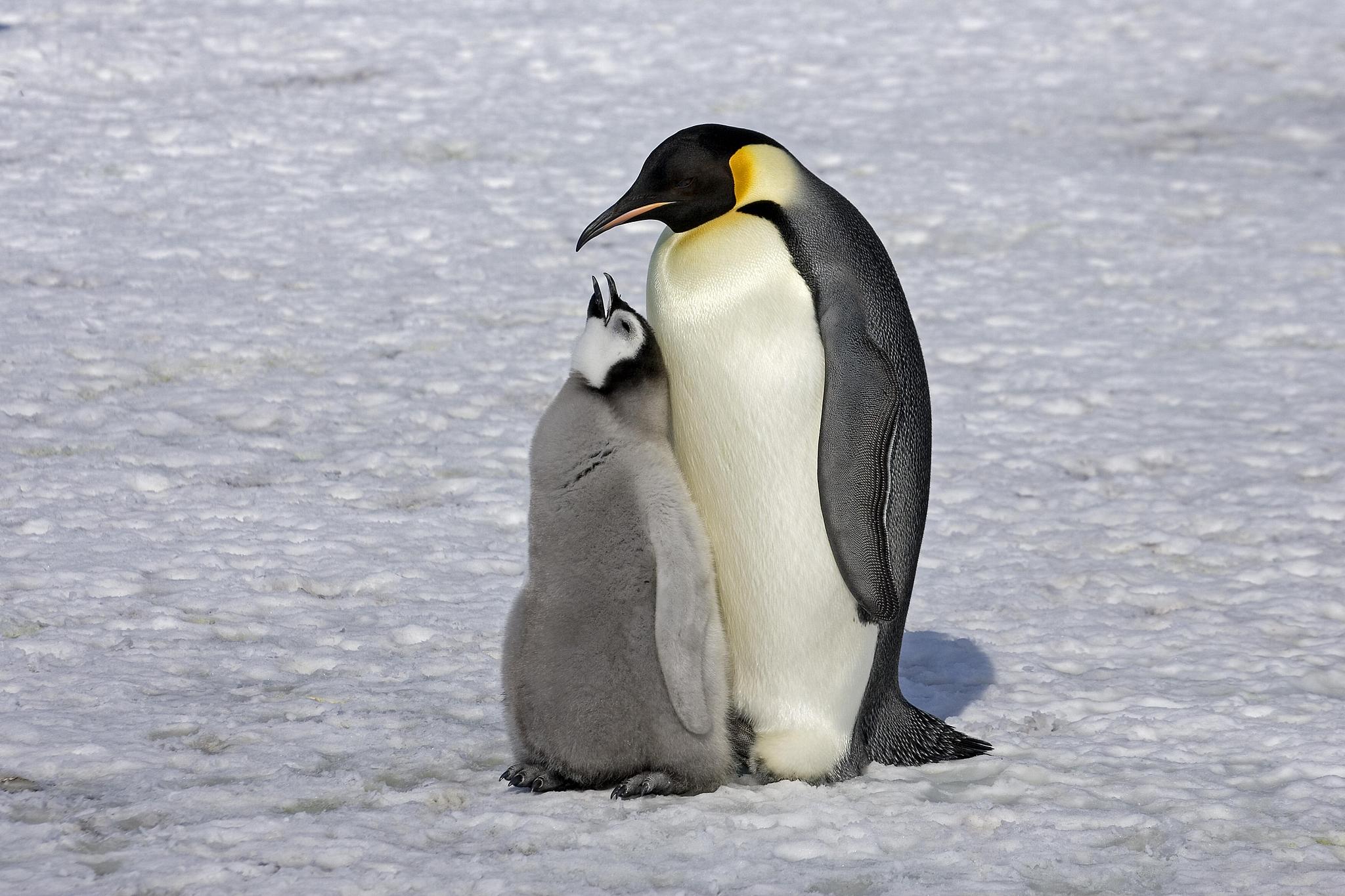 An adult emperor penguin and a chick, Antarctica. /VCG