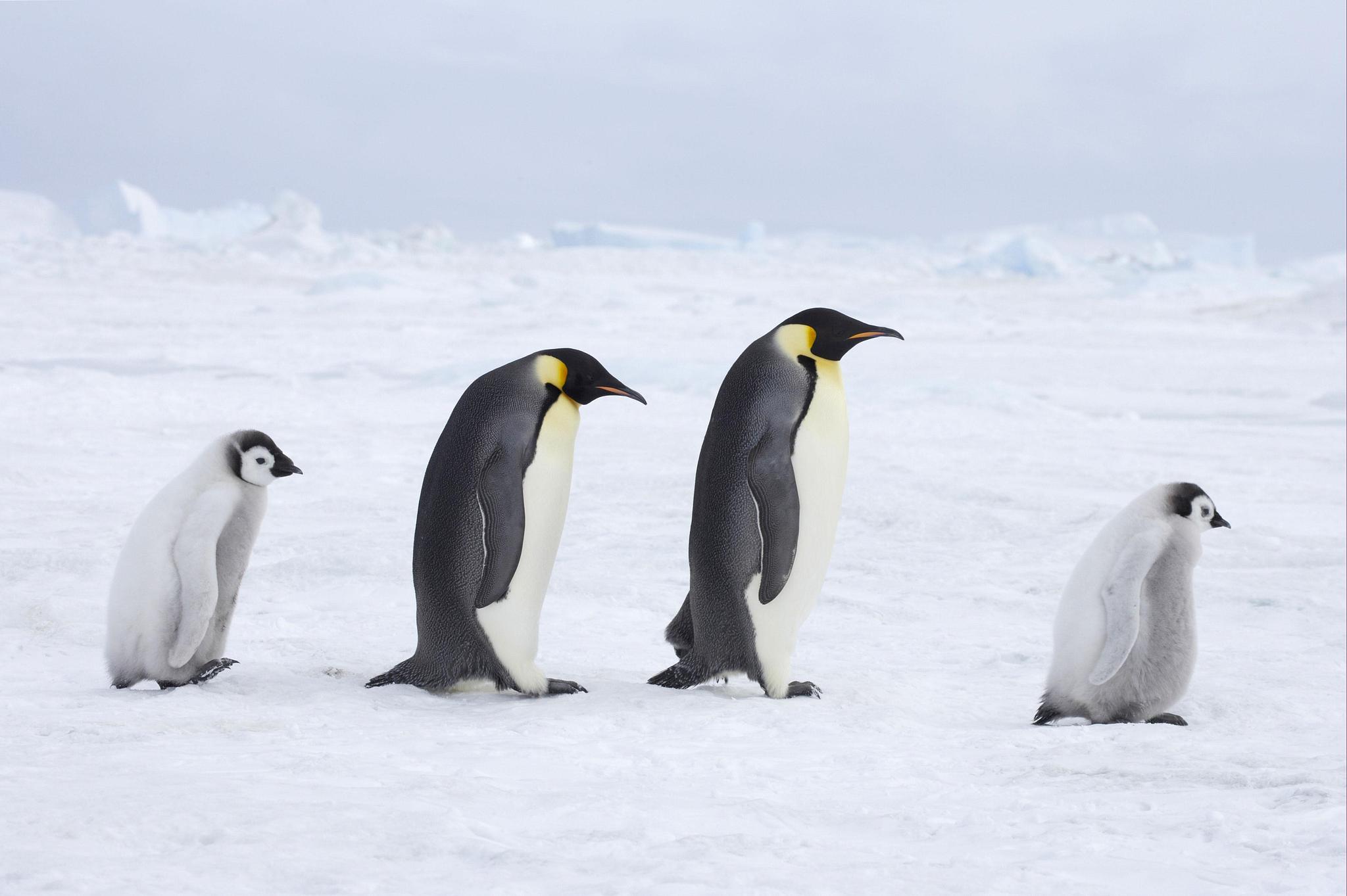 Adult emperor penguins and their chicks are seen in the Antarctica. /VCG