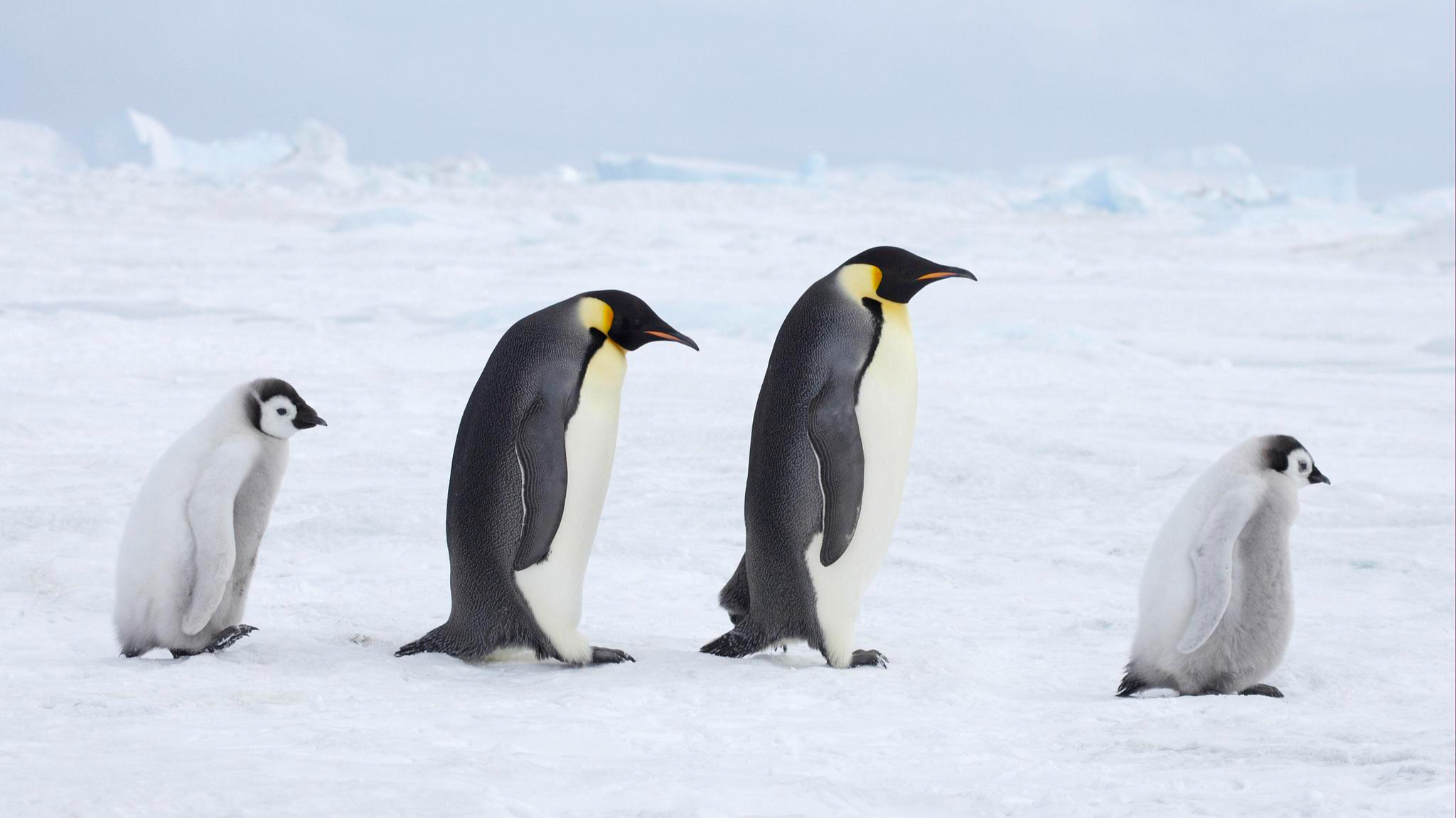 Emperor penguin, Antarctic fur seal listed as 'endangered'