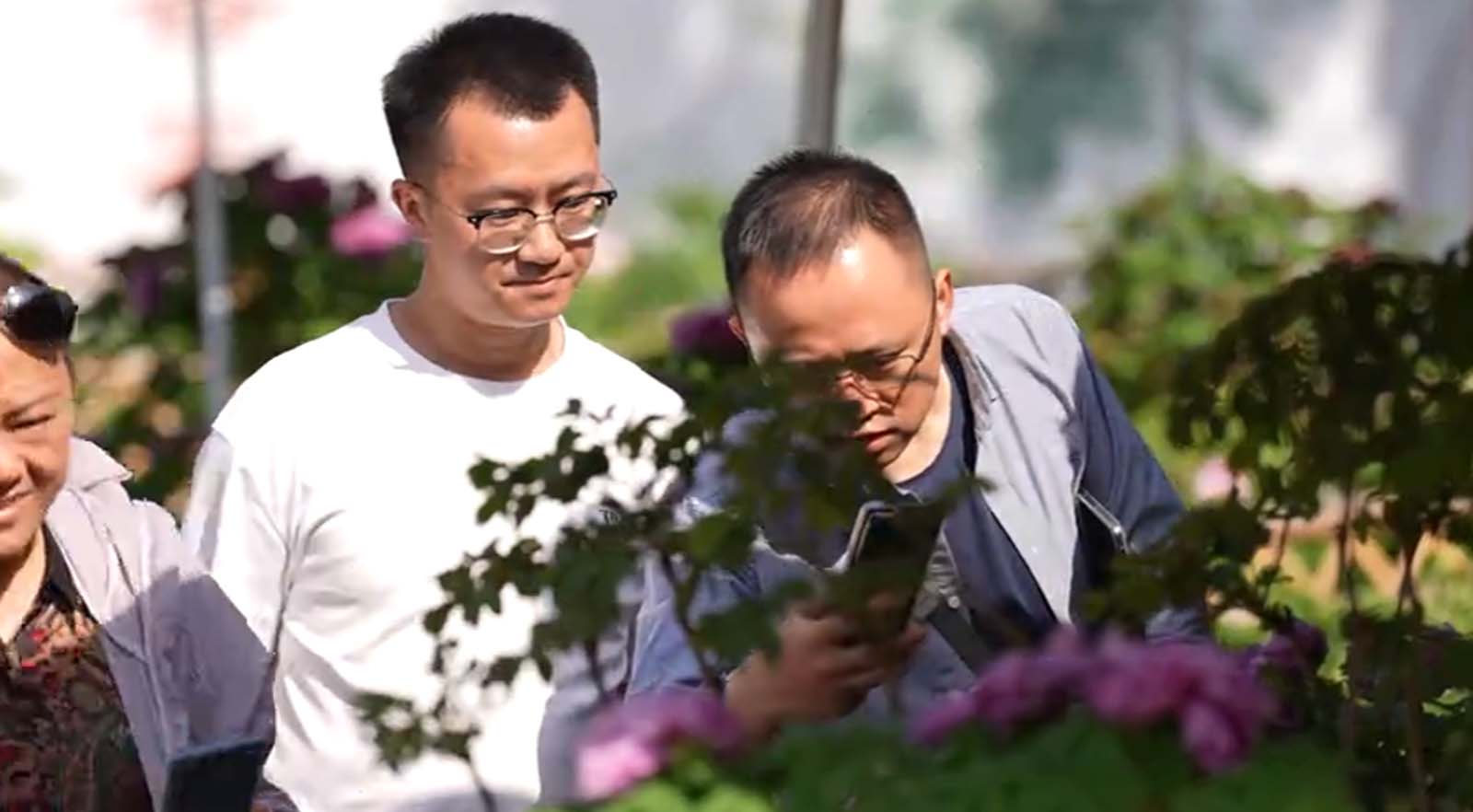 Peony season in Sichuan: A feast for the palate