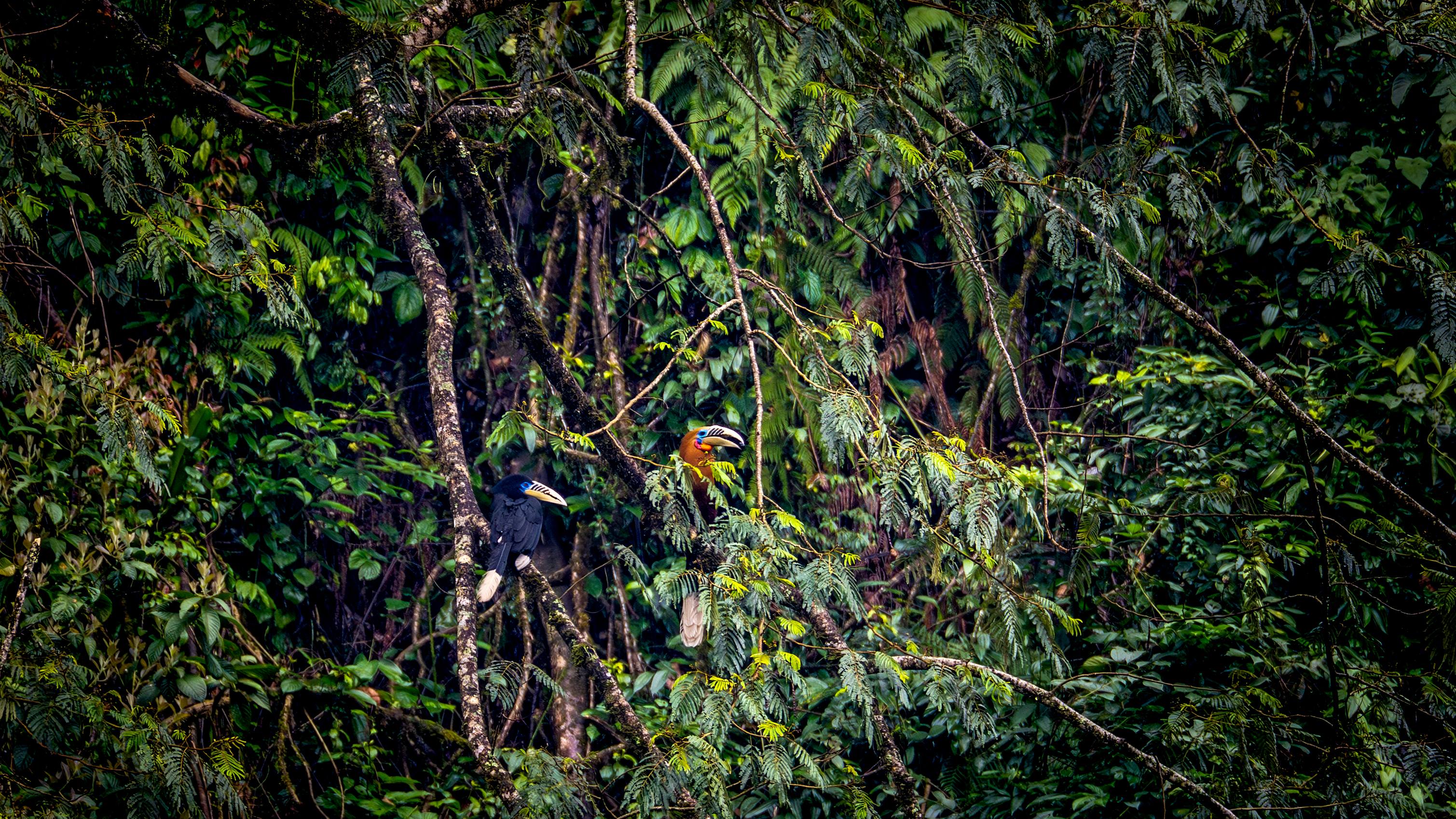A rufous-necked hornbill in the Dulongjiang River valley of Gongshan County, southwest China's Yunnan Province. 
