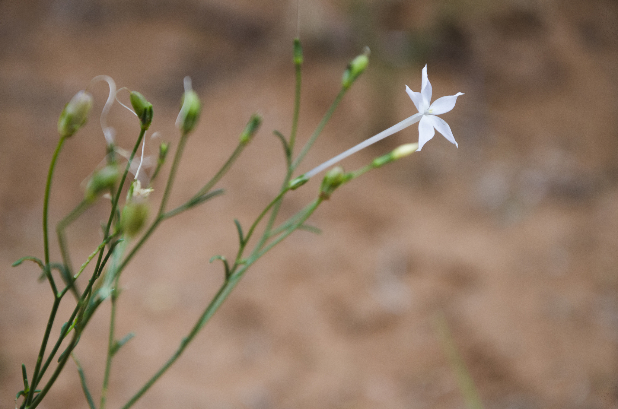 Coyote tobacco. /VCG