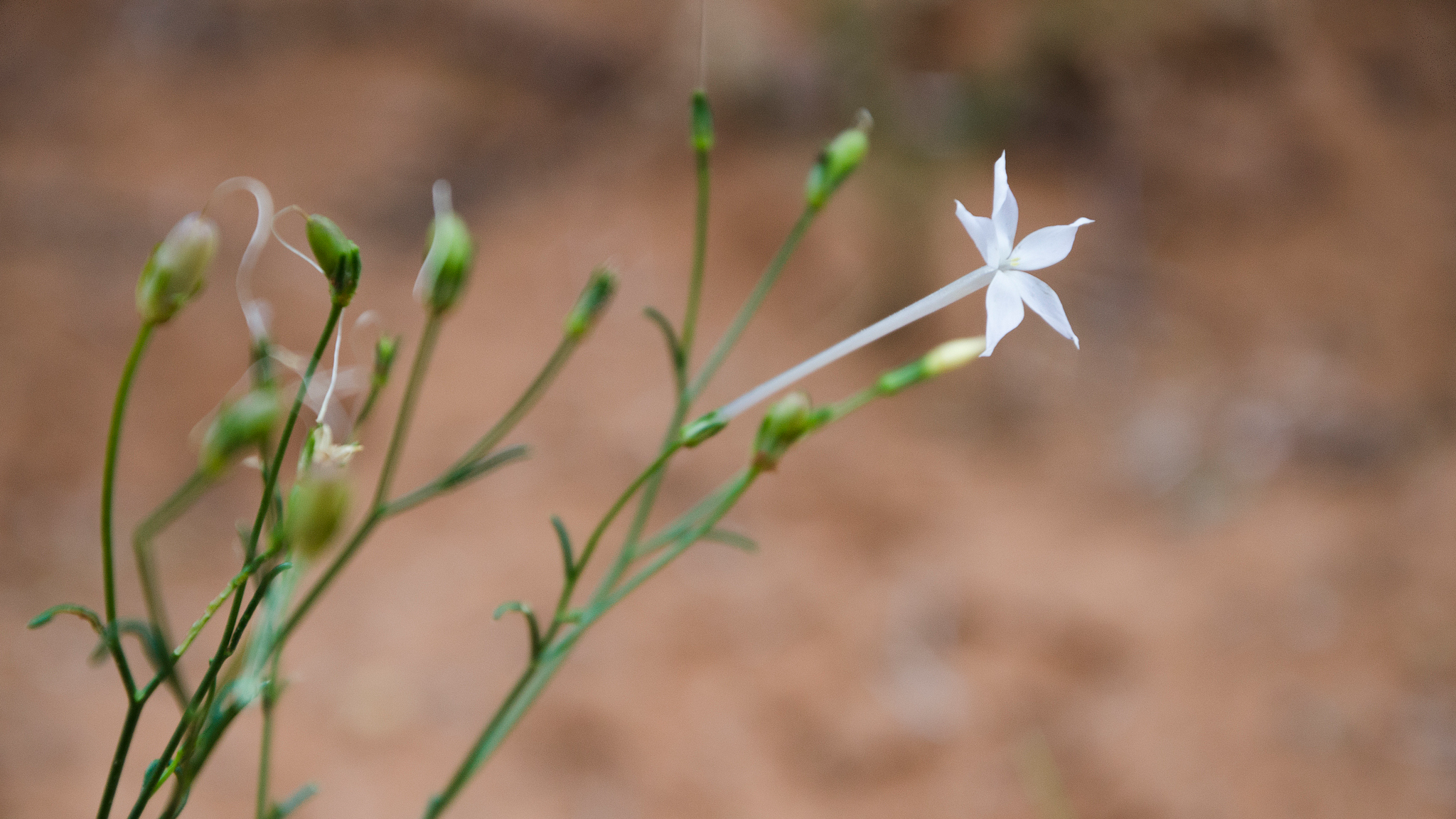 Chinese scientists solve mystery of how plants make nicotine