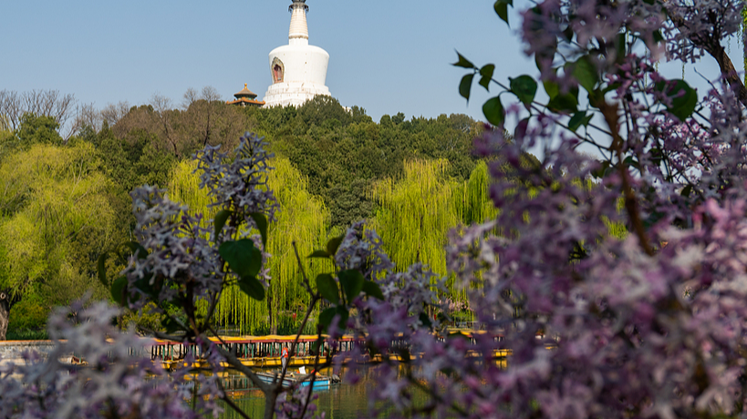 Lilacs in full bloom at Beihai Park