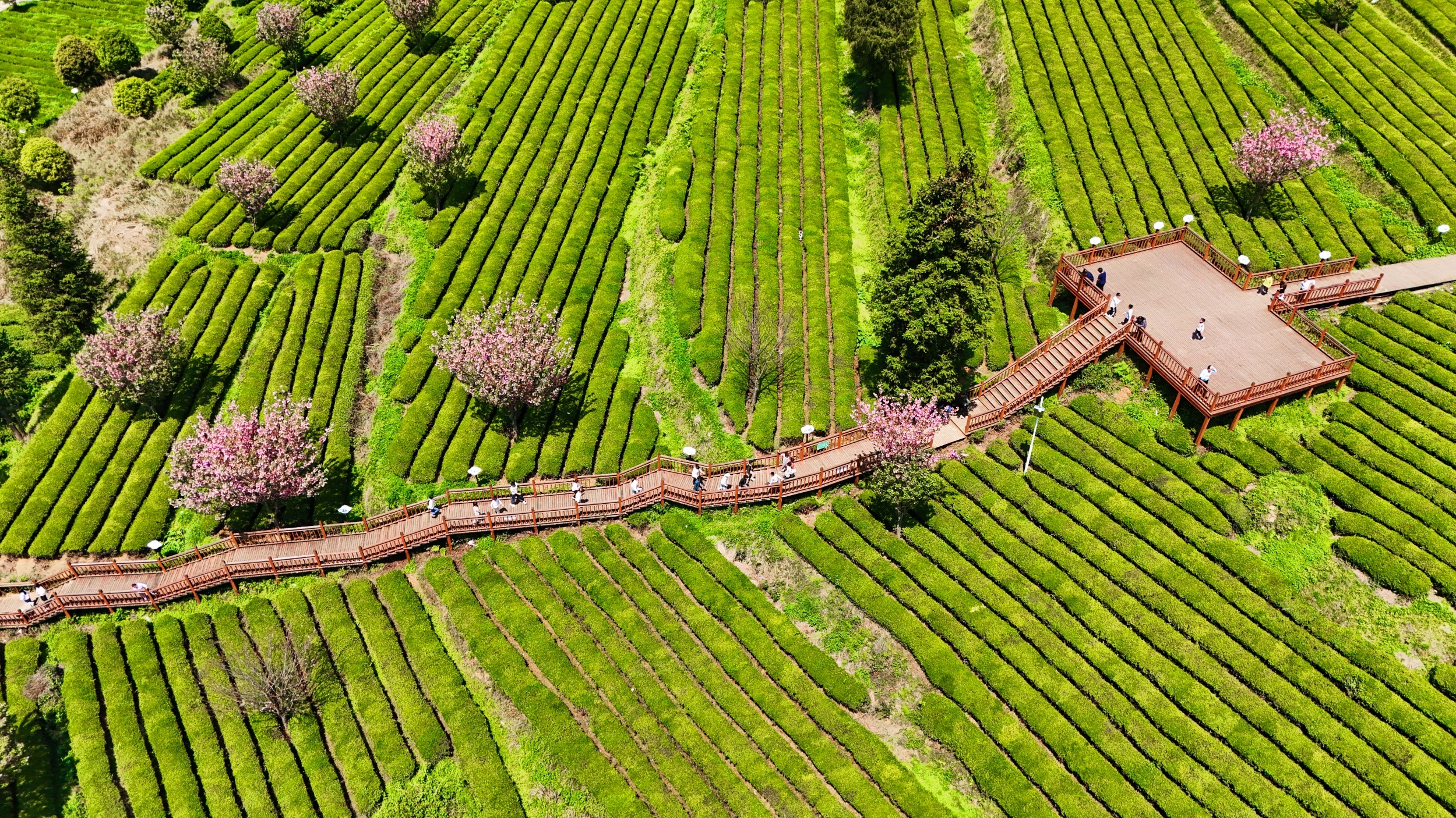 Tea gardens and cherry blossoms offer a spring getaway in Guizhou
