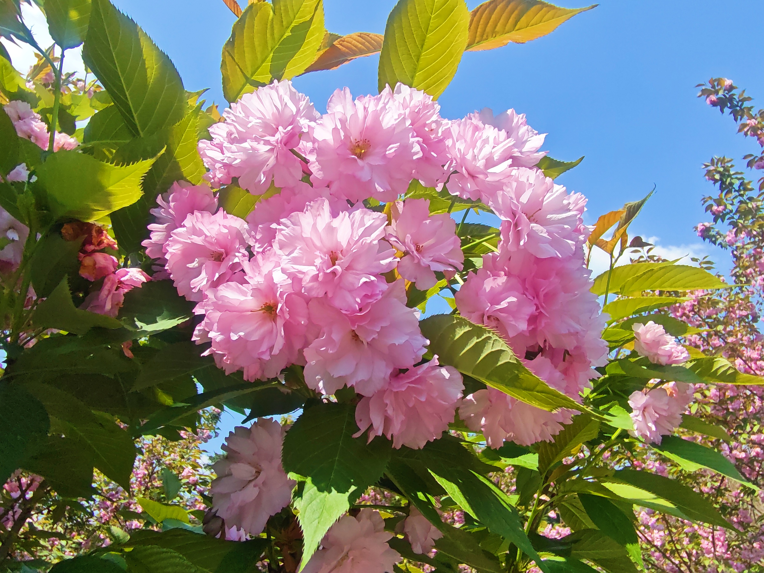 Blooming cherry flowers are seen in Yinjiang Tujia and Miao Autonomous County, southwest China's Guizhou Province on April 9, 2026. /Tongren Media Convergence Center