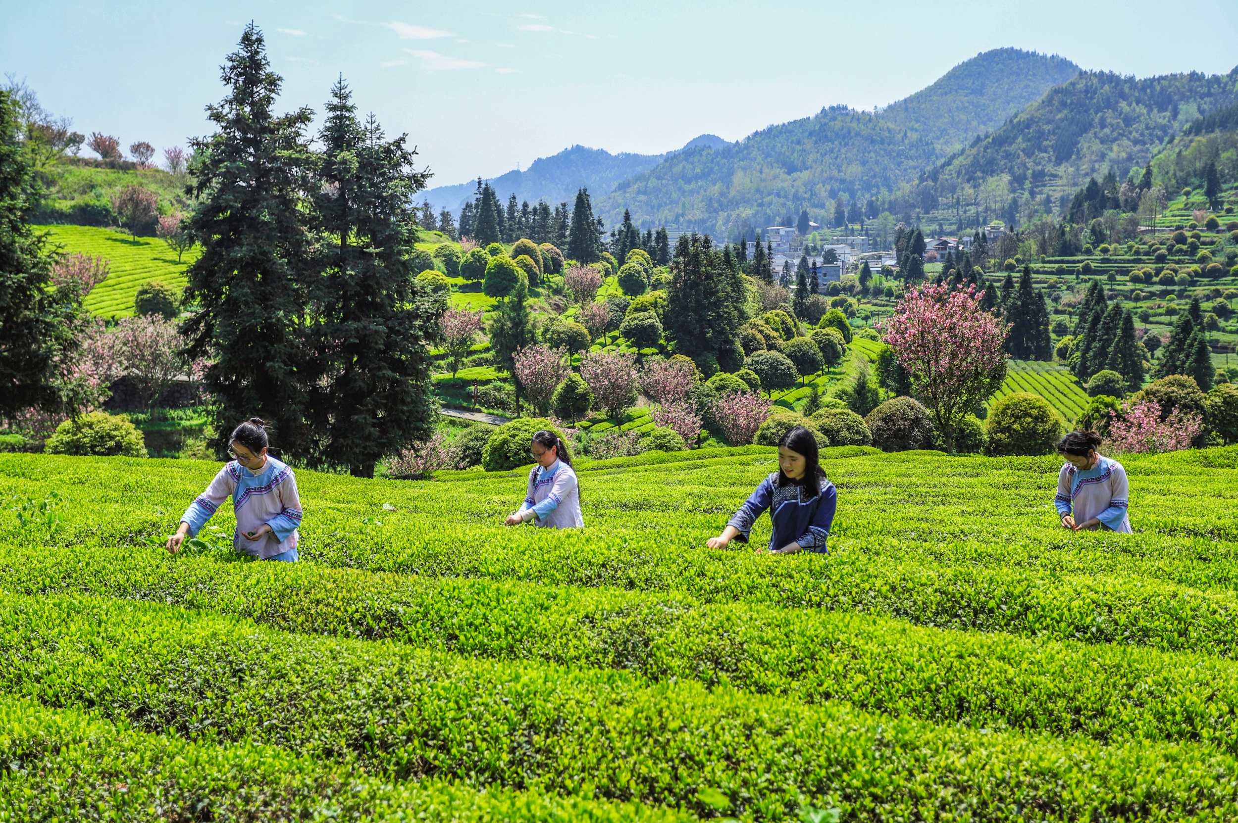 People pick fresh spring tea at a tea garden in Yinjiang Tujia and Miao Autonomous County, southwest China's Guizhou Province on April 9, 2026. /Tongren Media Convergence Center