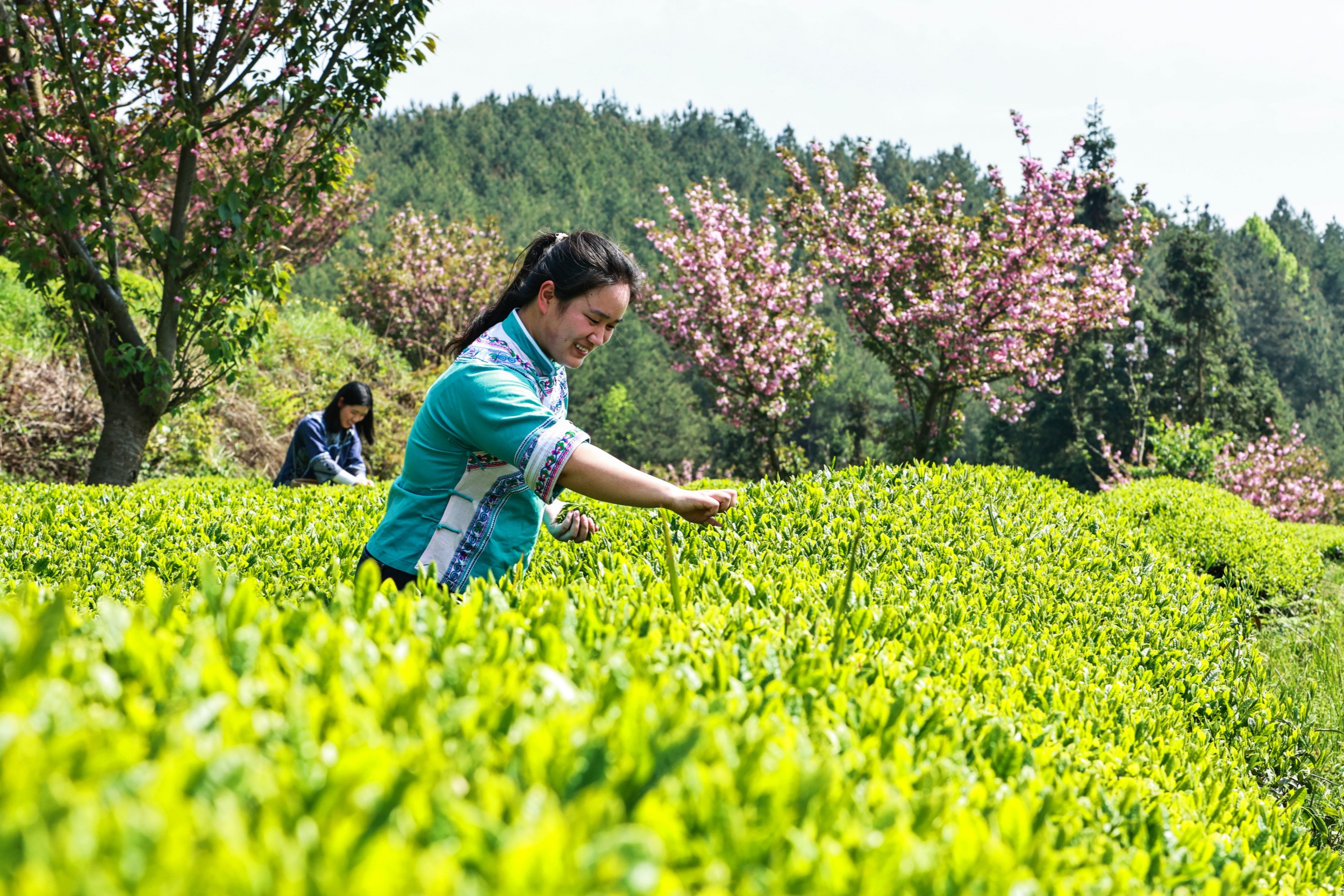 People pick fresh spring tea at a tea garden in Yinjiang Tujia and Miao Autonomous County, southwest China's Guizhou Province on April 9, 2026. /Tongren Media Convergence Center