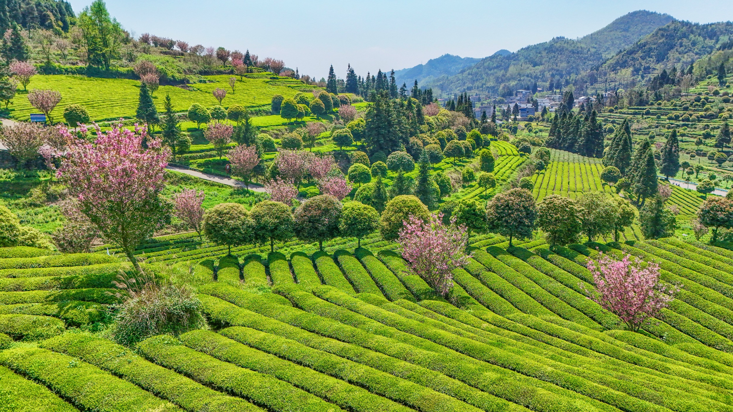 A tea garden with blooming cherry flowers is seen in Yinjiang Tujia and Miao Autonomous County, southwest China's Guizhou Province on April 9, 2026. /Tongren Media Convergence Center