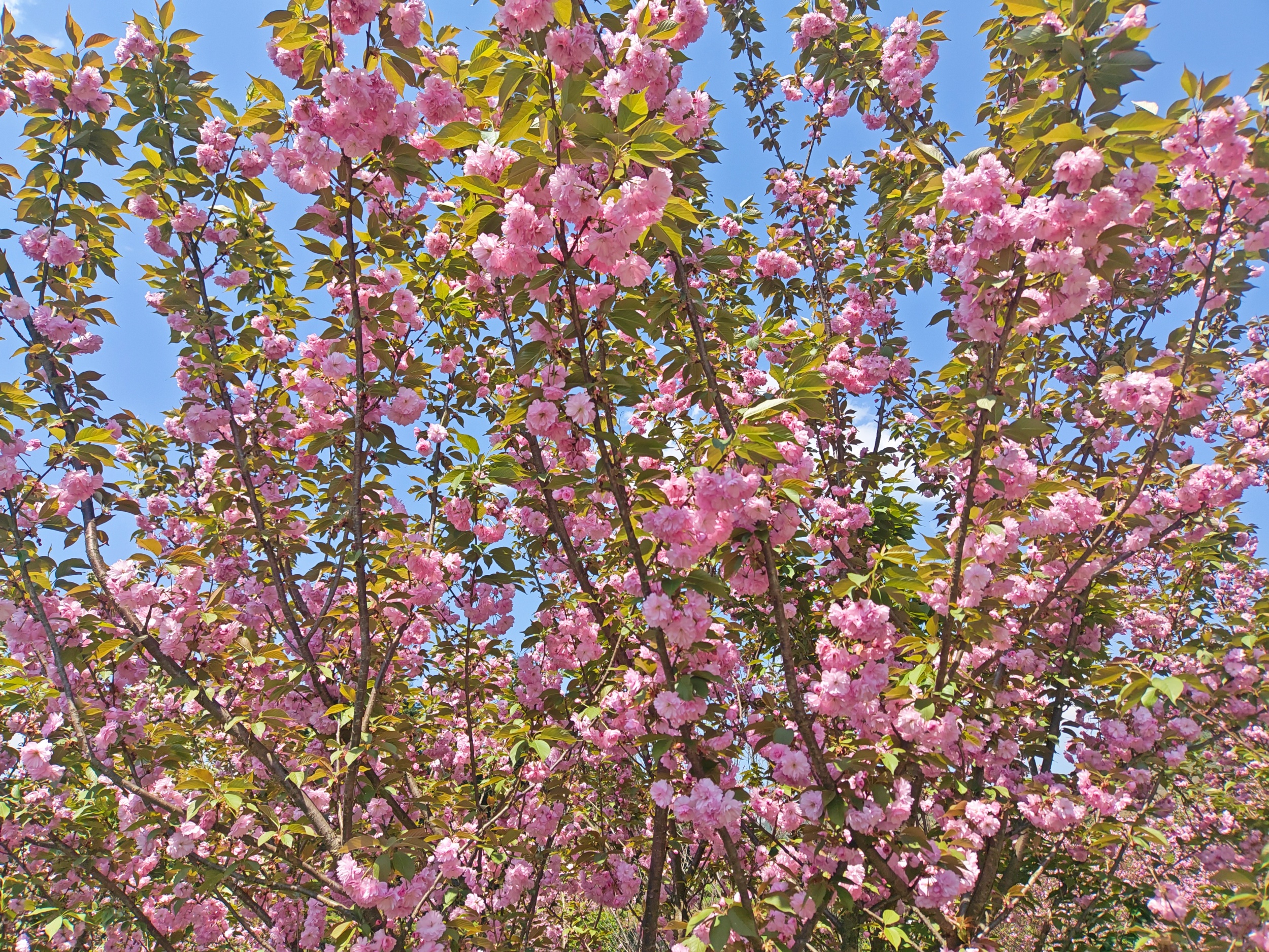 Blooming cherry flowers are seen in Yinjiang Tujia and Miao Autonomous County, southwest China's Guizhou Province on April 9, 2026. /Tongren Media Convergence Center