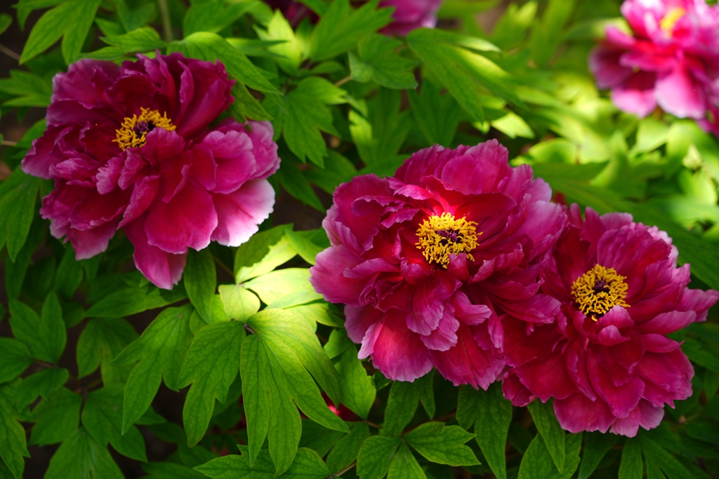 As the spring breezes arrive in Luoyang, Henan Province, the divine capital bursts into full bloom. /VCG