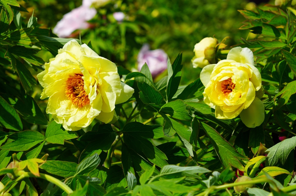 As the spring breezes arrive in Luoyang, Henan Province, the divine capital bursts into full bloom. /VCG