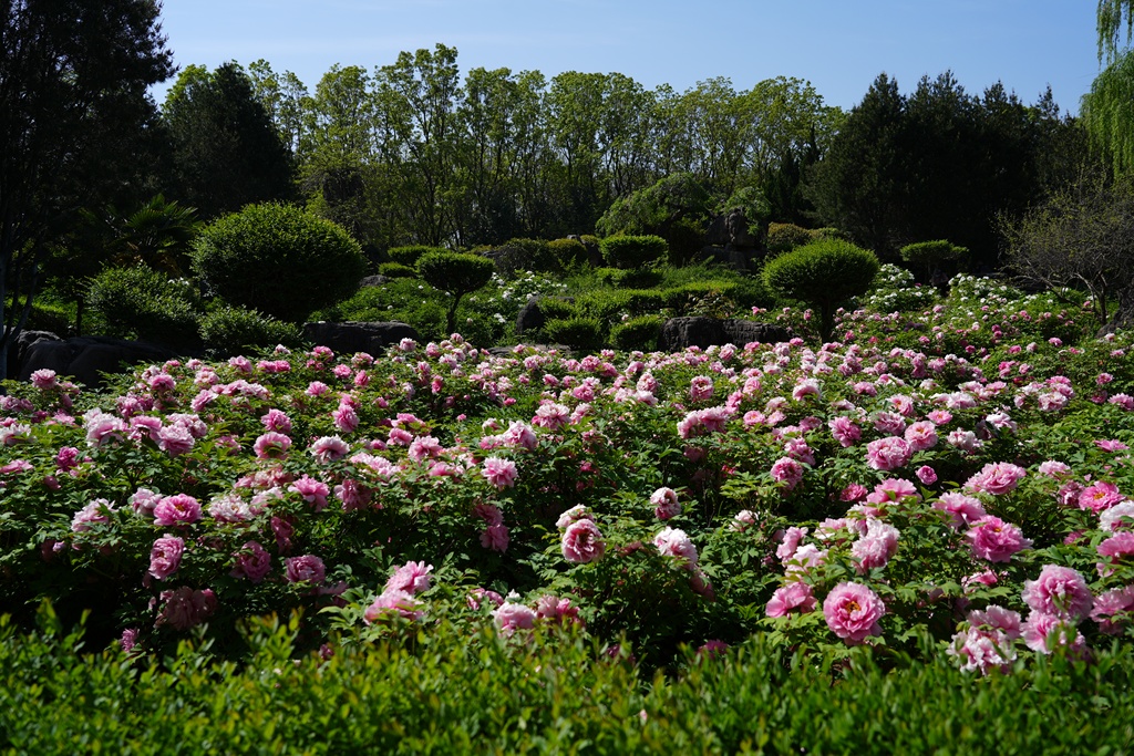 As the spring breezes arrive in Luoyang, Henan Province, the divine capital bursts into full bloom. /VCG