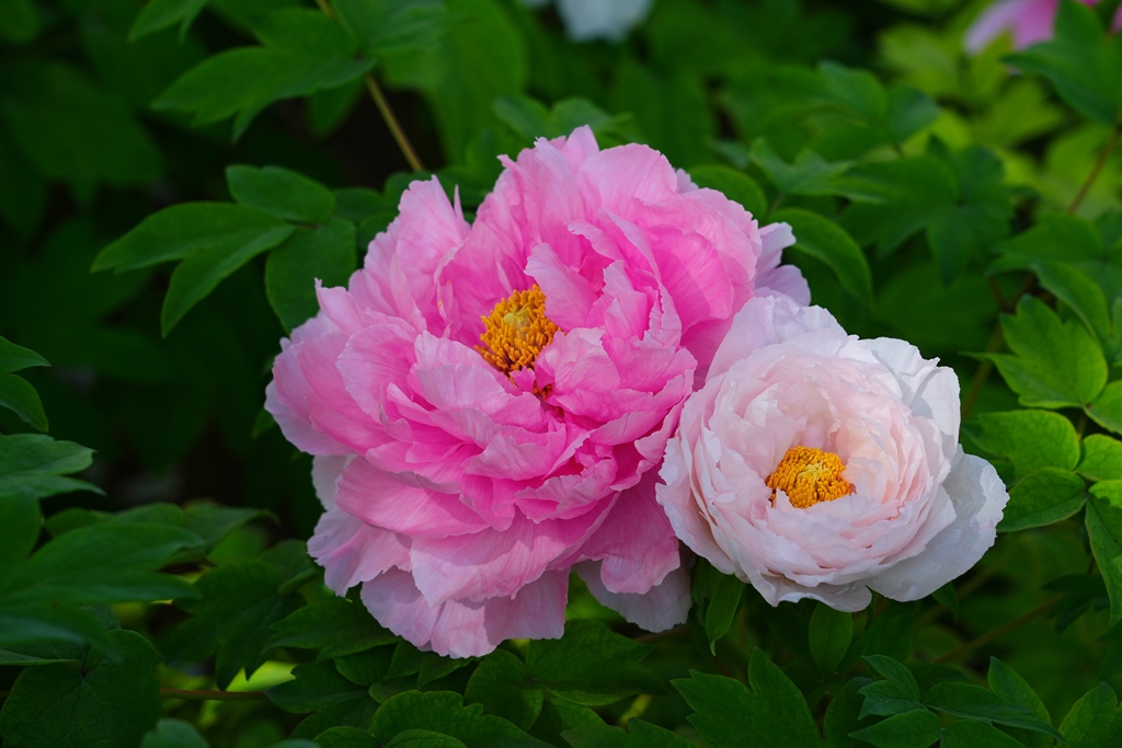 As the spring breezes arrive in Luoyang, Henan Province, the divine capital bursts into full bloom. /VCG