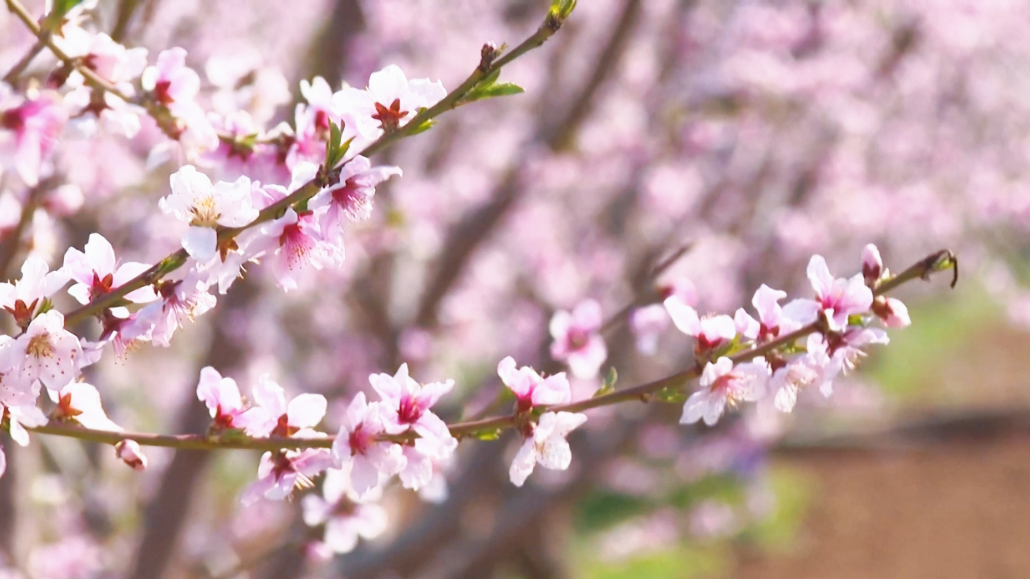 Pinggu Peach Blossom Festival opens for a romantic spring journey
