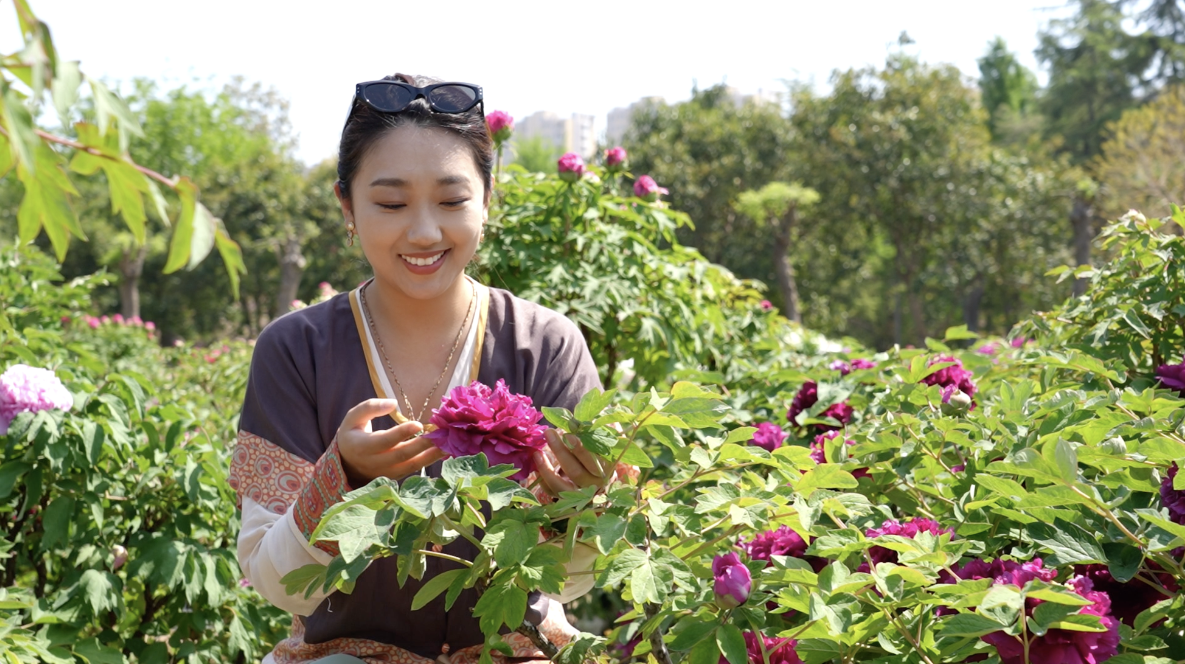 Heze's peony: From ancient flower to global industry