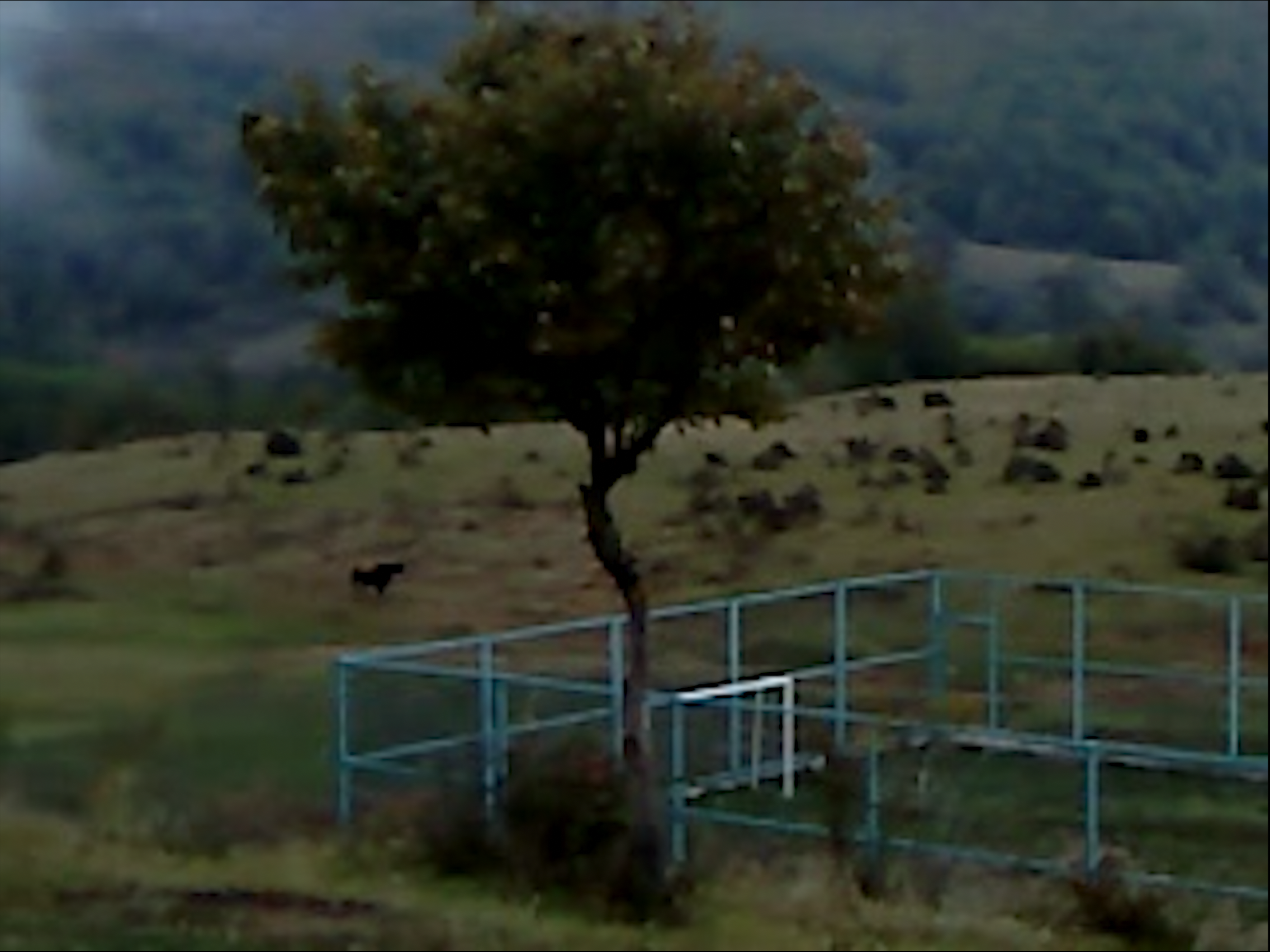 A film still from Dry Leaf /16th Beijing International Film Festival