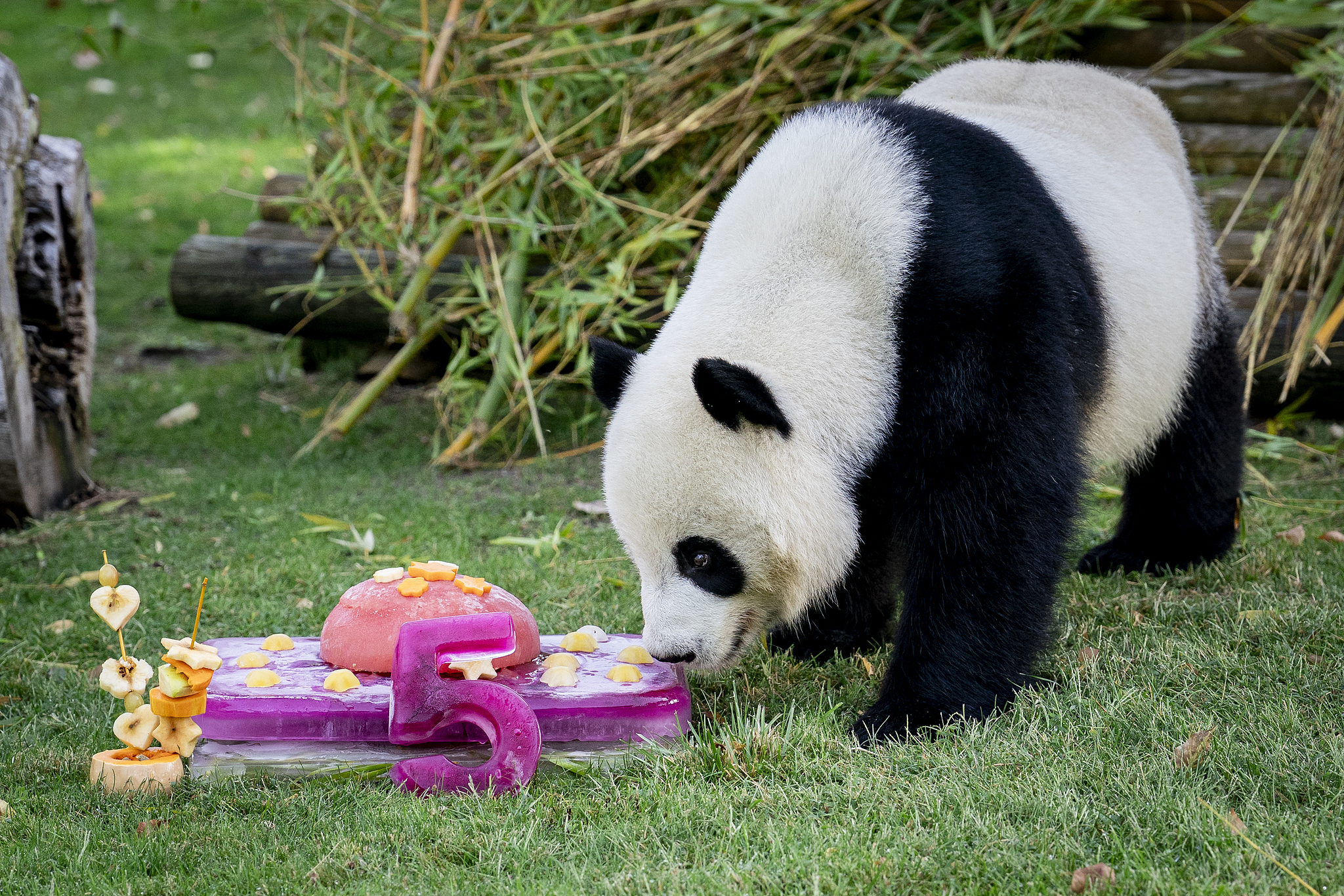 Giant panda Jin Xi receives a cake for his fifth birthday at Madrid Zoo, Spain on September 20, 2025. The zoo received its first pair of giant pandas from China in 1978. /VCG