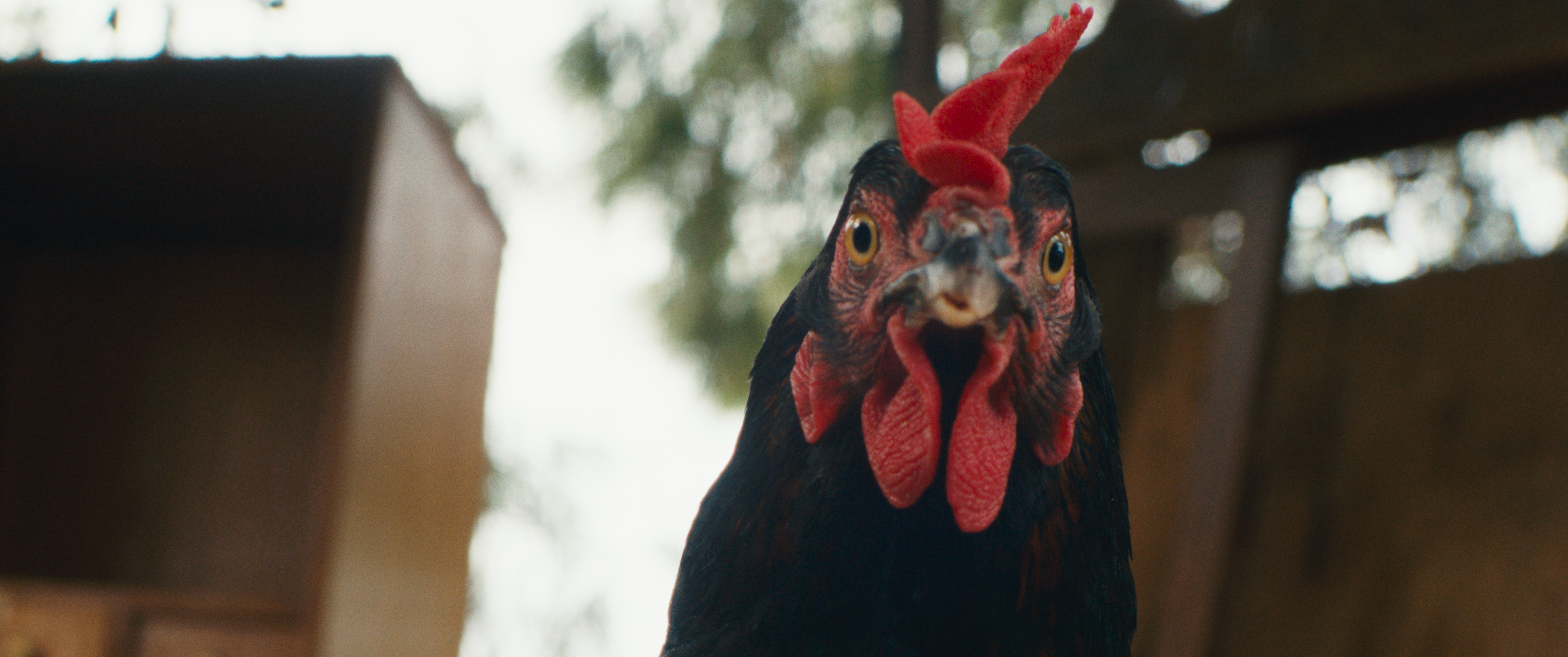 A film still from Hen /16th Beijing International Film Festival