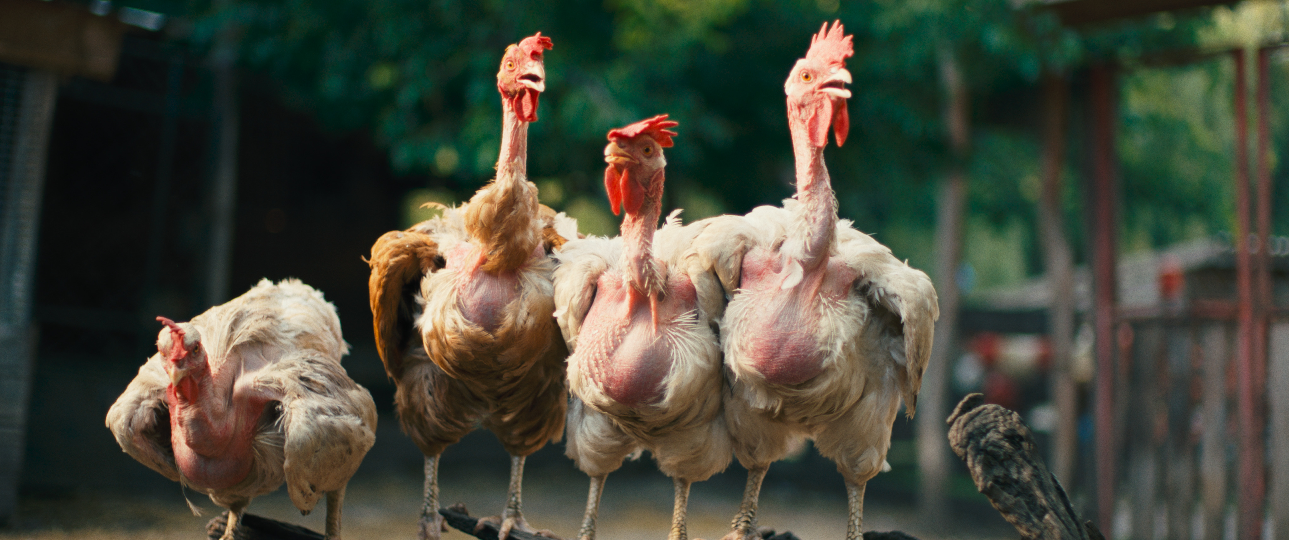 A film still from Hen /16th Beijing International Film Festival