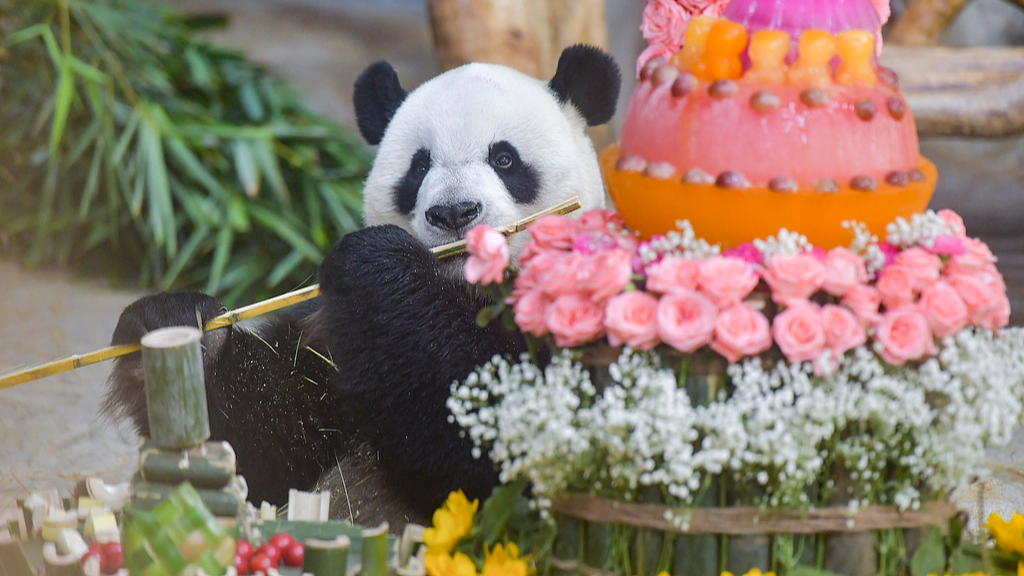 Live: Seize the day with panda brothers Gong Gong and Shun Shun at Hainan Tropical Wildlife Park – Ep. 2