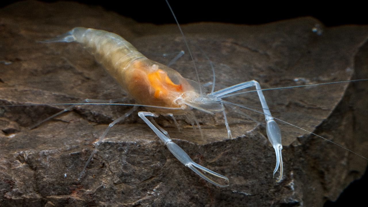 New candidate shrimp species discovered in SW China's nature reserve