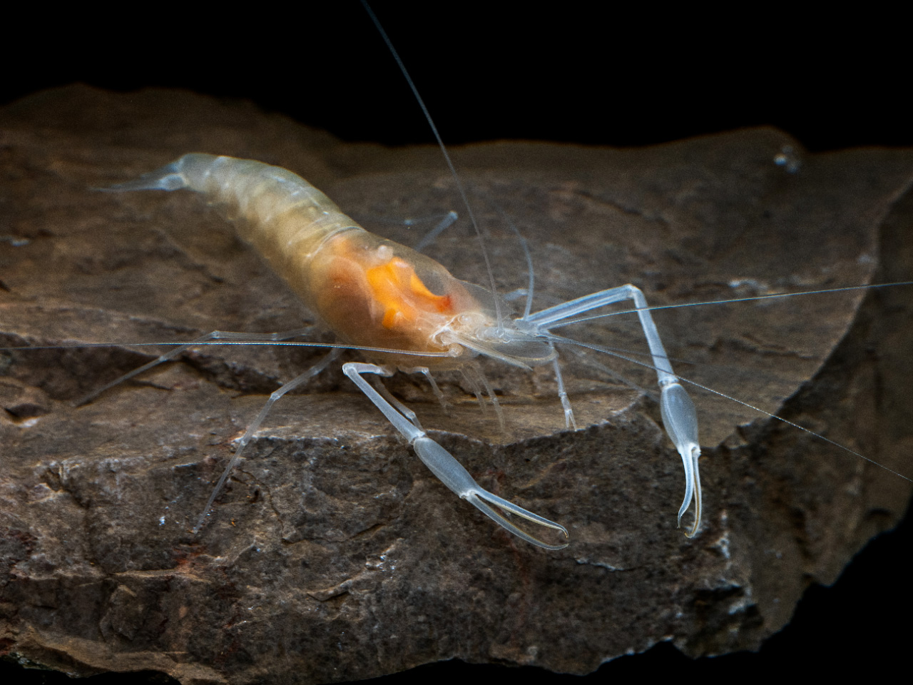 A shrimp of a newly discovered species yet to be named, Chongzuo, southwest China's Guangxi Zhuang Autonomous Region. /CMG