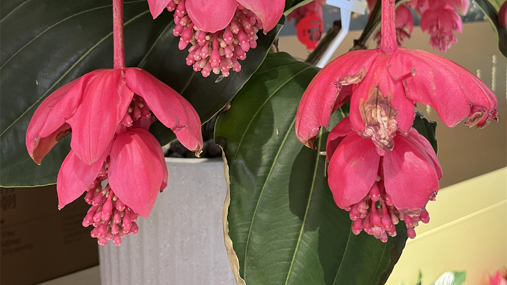 Northern scenery, southern hues: Tropical flowers brighten Beihai Park