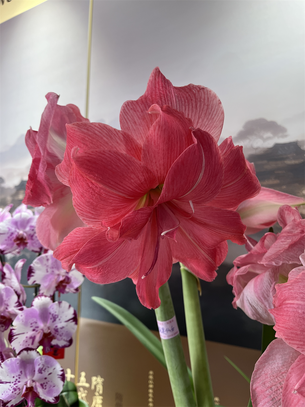 A pot of amaryllis is seen at Beihai Park in Beijing, adding vibrant spring hues to the former imperial garden. /CGTN