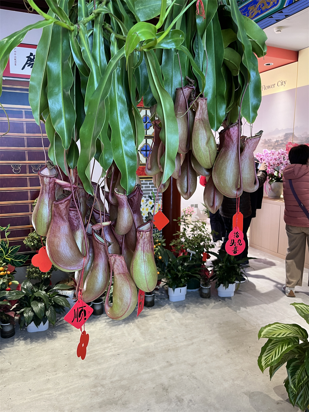 A pot of pitcher plants is seen at Beihai Park in Beijing, adding vibrant spring hues to the former imperial garden. /CGTN