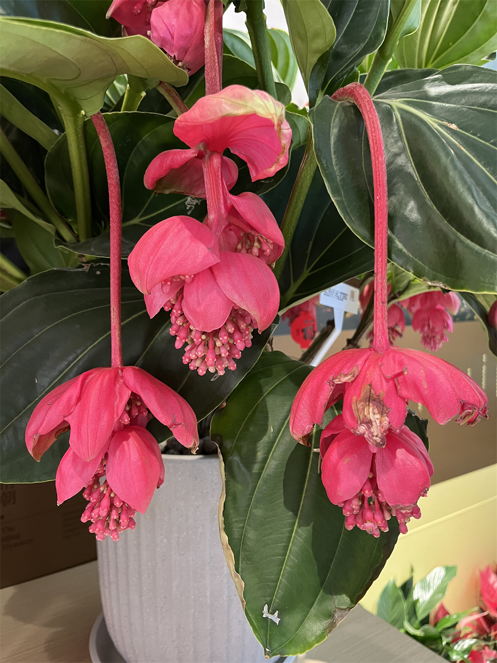 A pot of pink lanterns is seen at Beihai Park in Beijing, adding vibrant spring hues to the former imperial garden. /CGTN