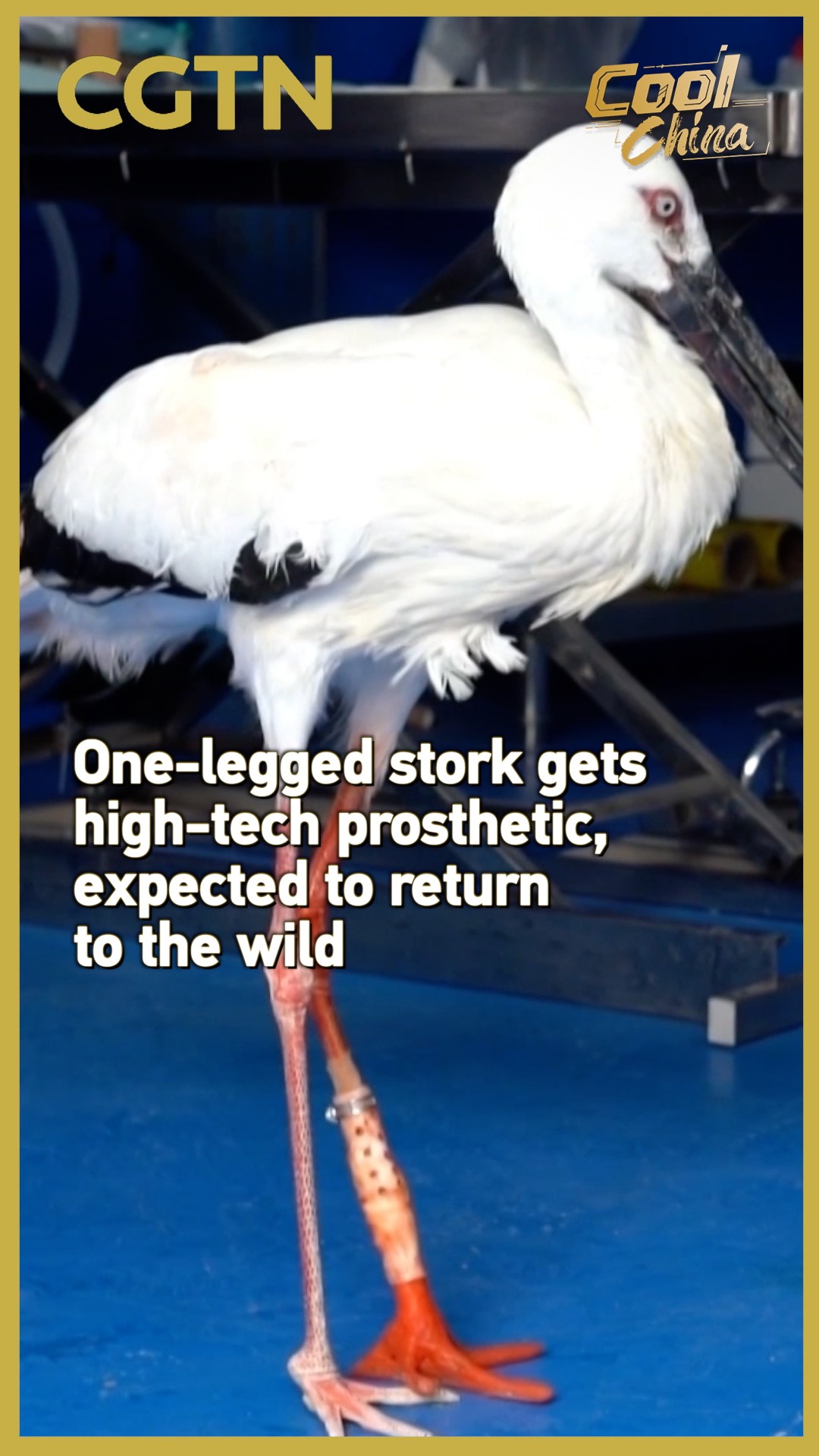 One-legged stork gets high-tech prosthetic