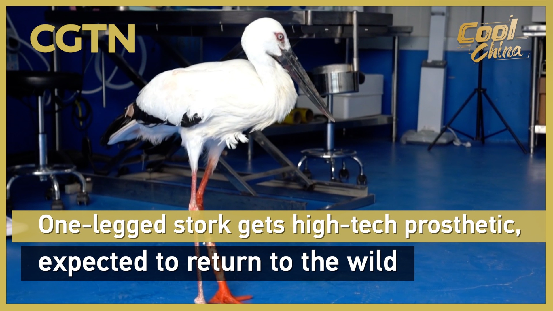 One-legged stork gets high-tech prosthetic