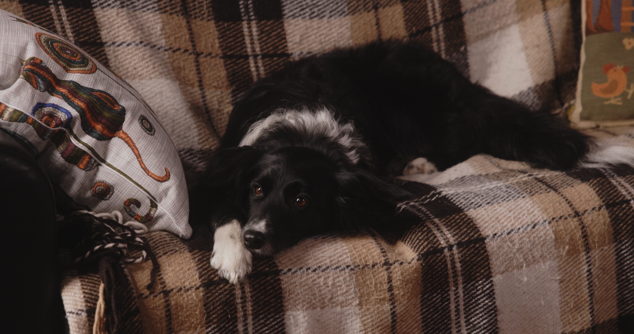 A film still from Two People in One Life and a Dog /16th Beijing International Film Festival