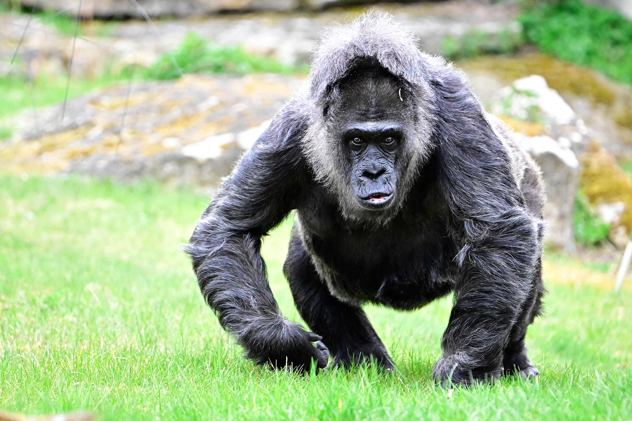 Fatou at Berlin Zoo, Germany, April 13, 2026. /VCG