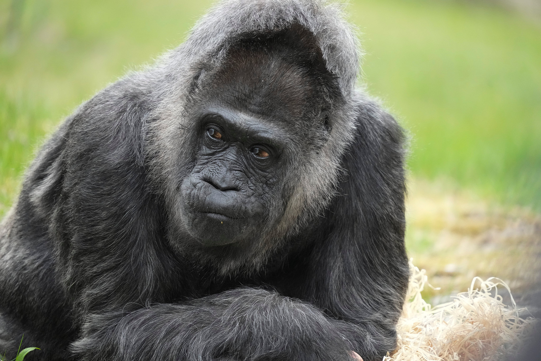 Female gorilla Fatou at Zoo Berlin, Germany, April 13, 2026. /VCG