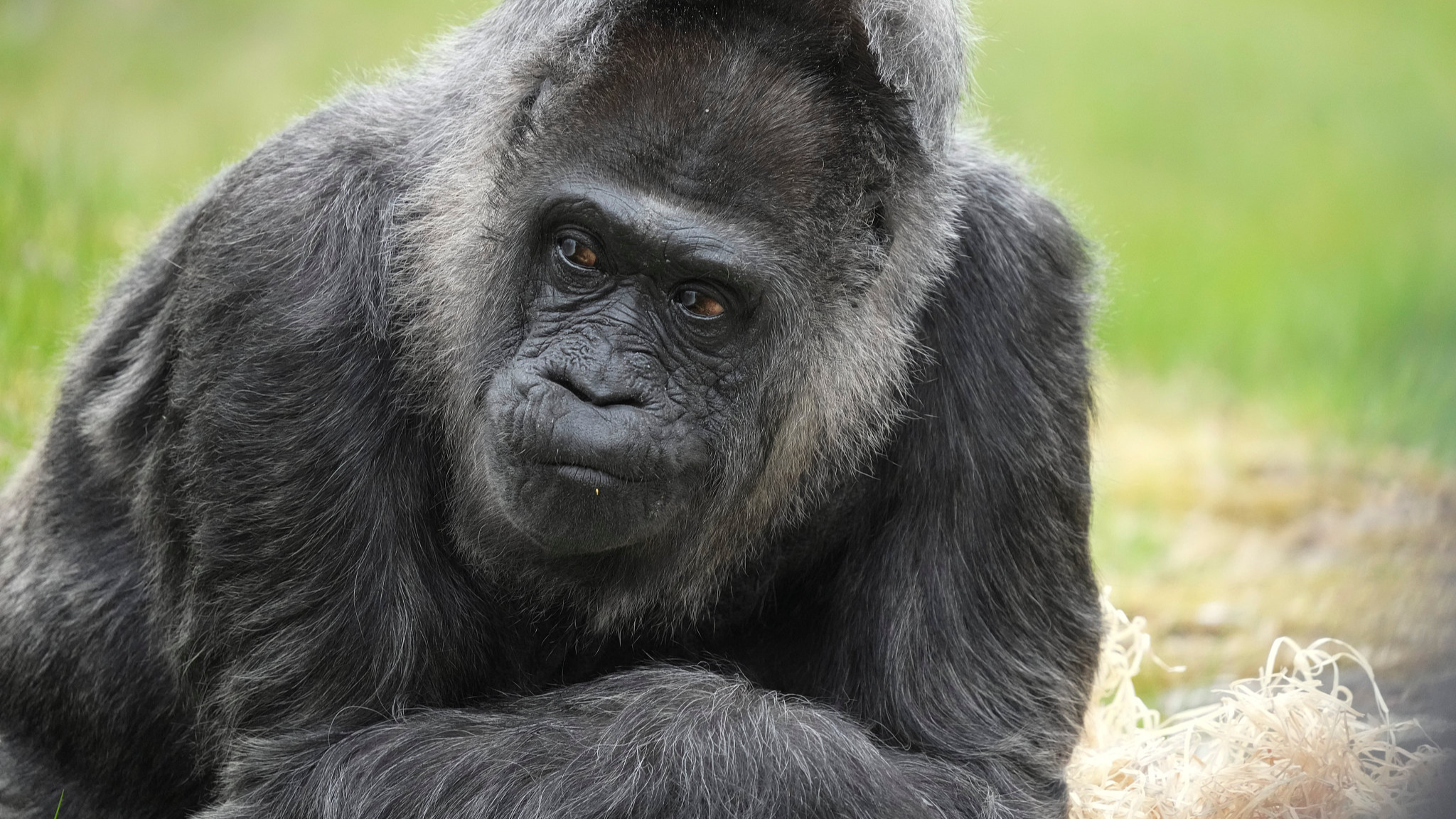 World's oldest gorilla celebrates 69th birthday in Berlin