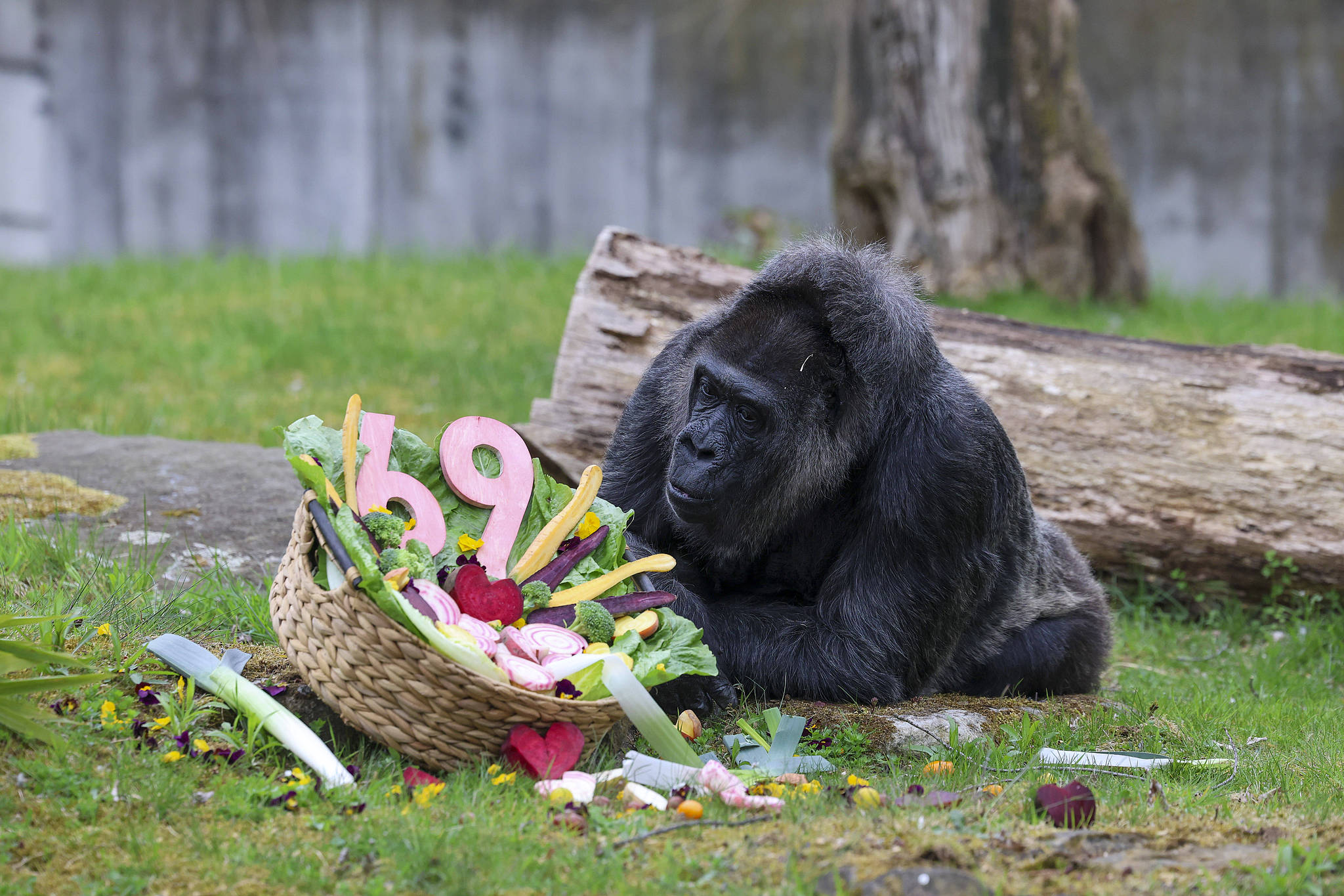 Fatou celebrates her 69th birthday at Zoo Berlin, Germany, April 13, 2026. /VCG